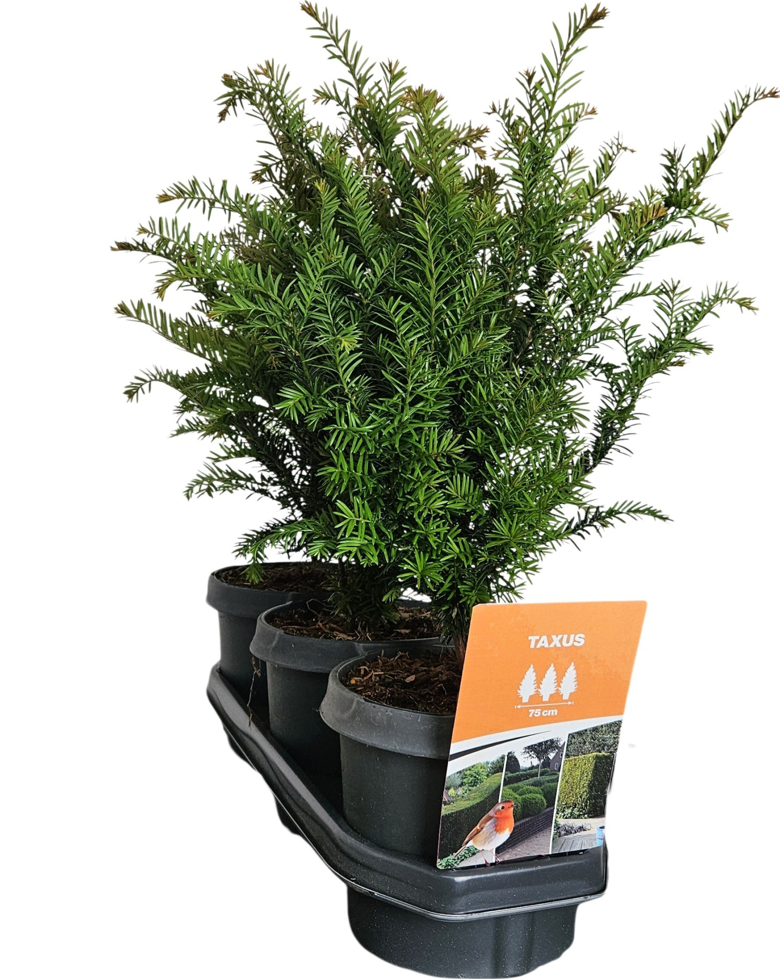 Hedgeline Taxus baccata 30-40 C3, D 19 cm