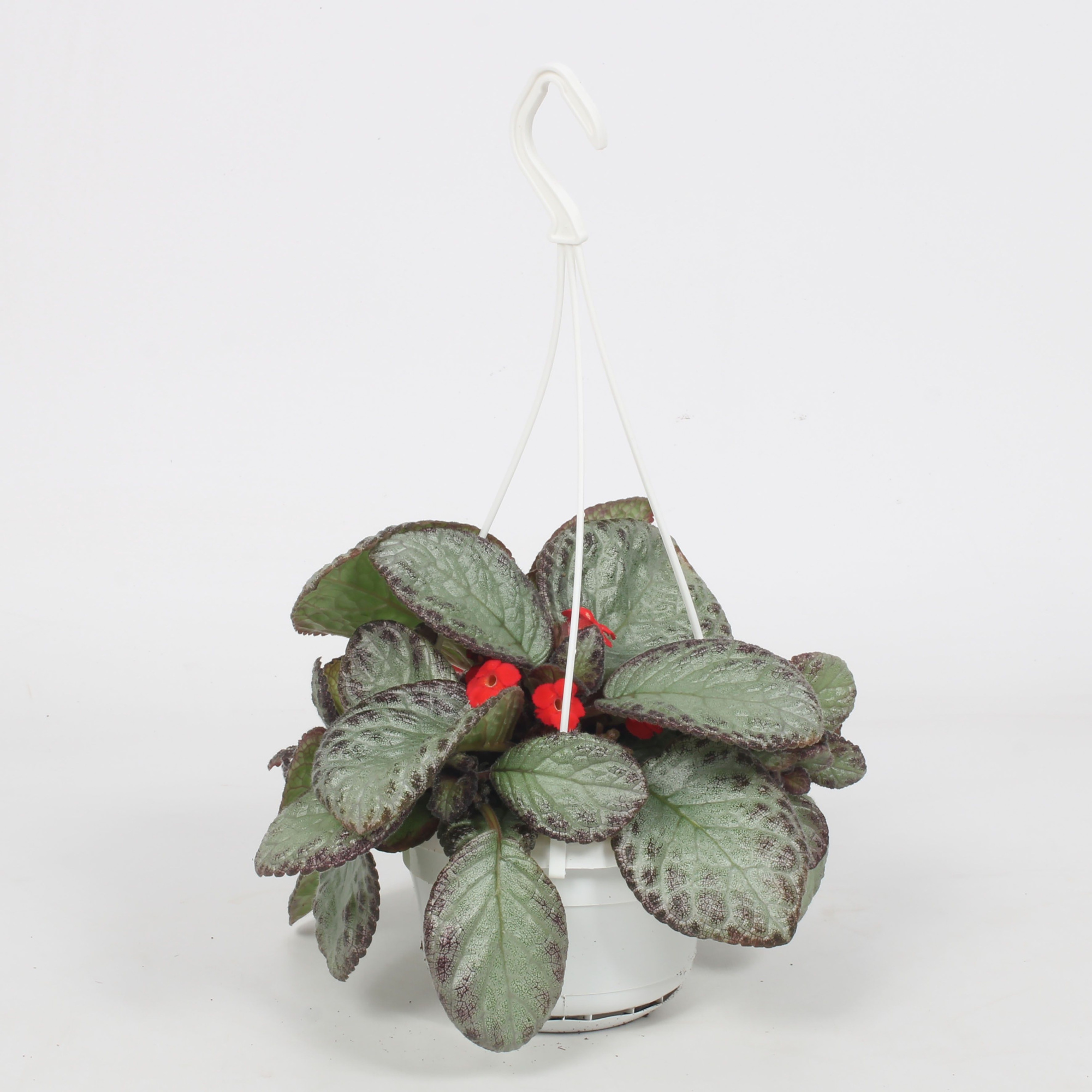 Episcia Joy Sweet Pink 14CM, D 14 cm