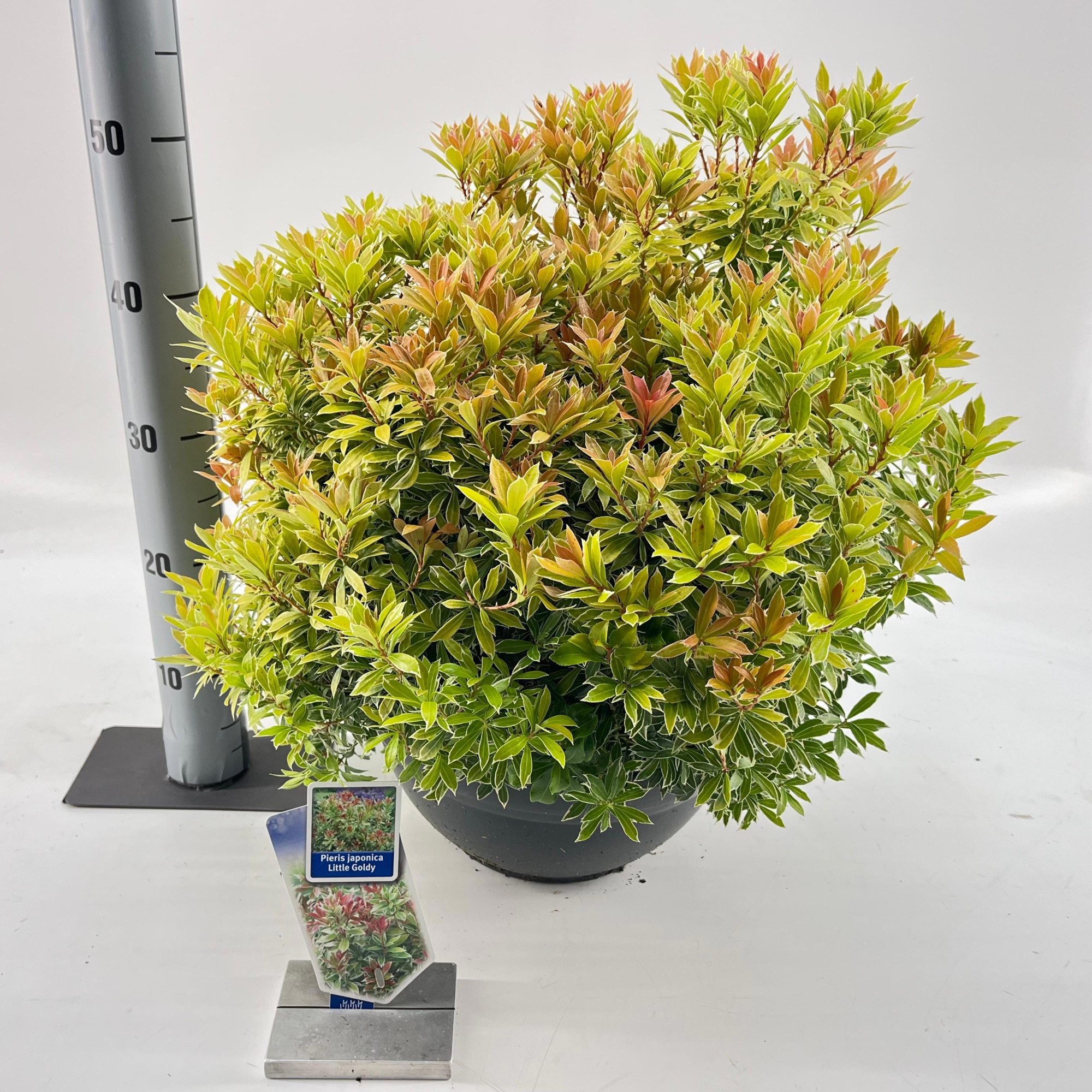 Pieris jap. Little Goldy ('Opstal 65'PBR), D 33 cm