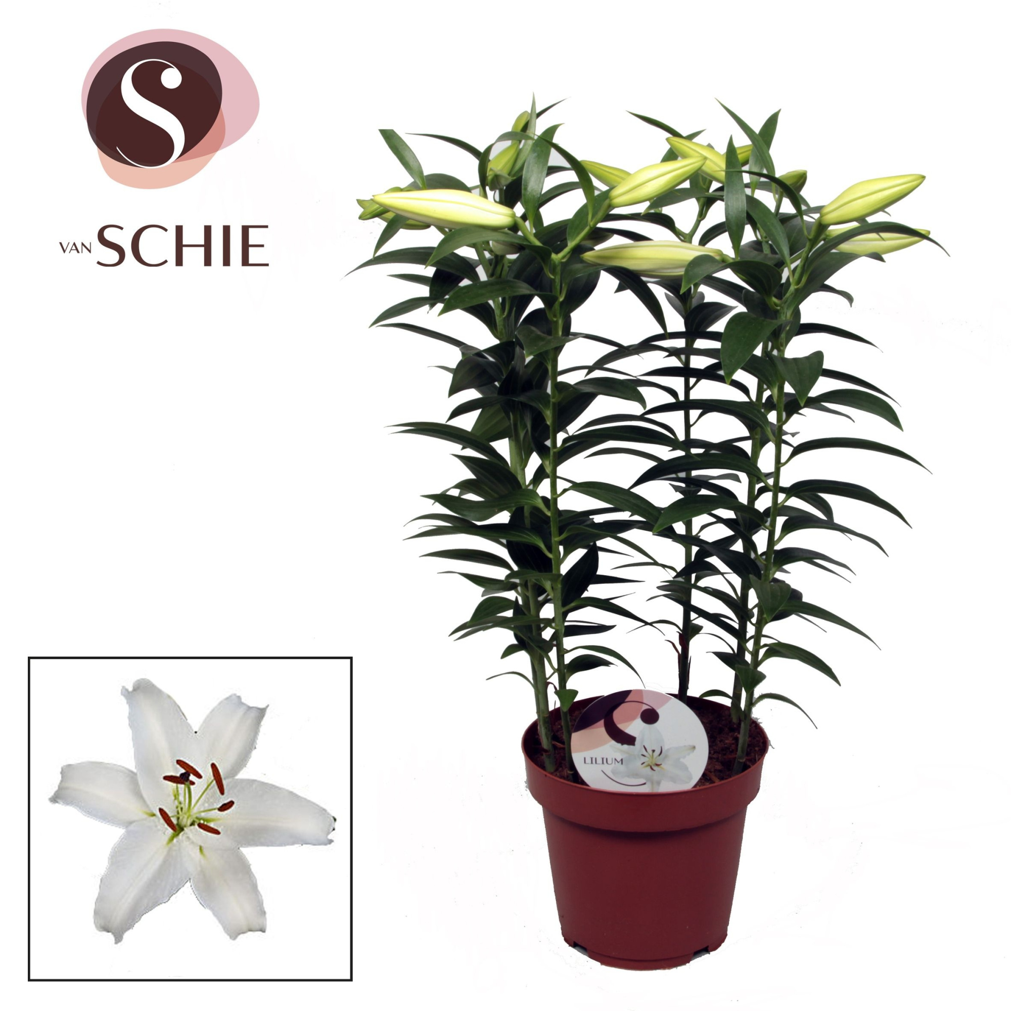 Lilium Or Helvetia 19cm, D 19 cm