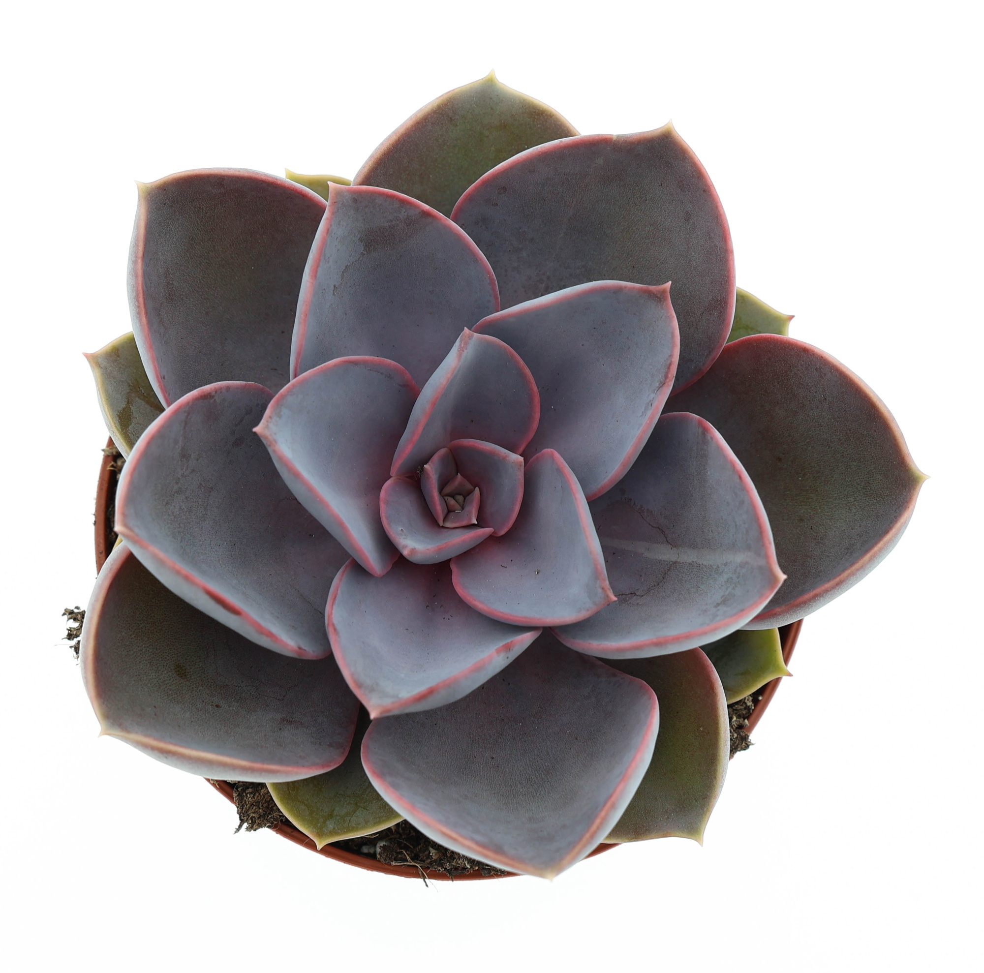 Echeveria perle von nurnberg, D 8,5 cm