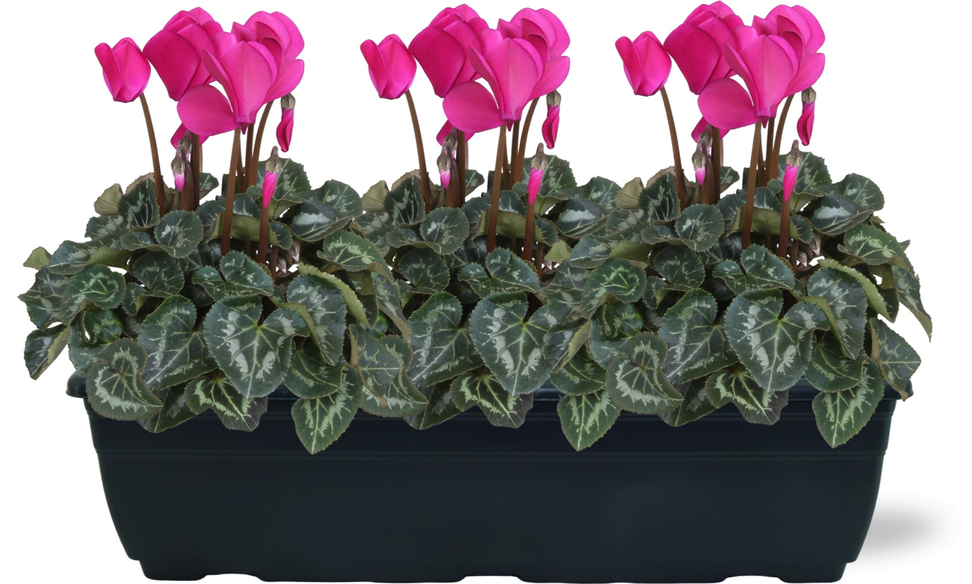Cyclamen paars duobak 40cm, D 40 cm