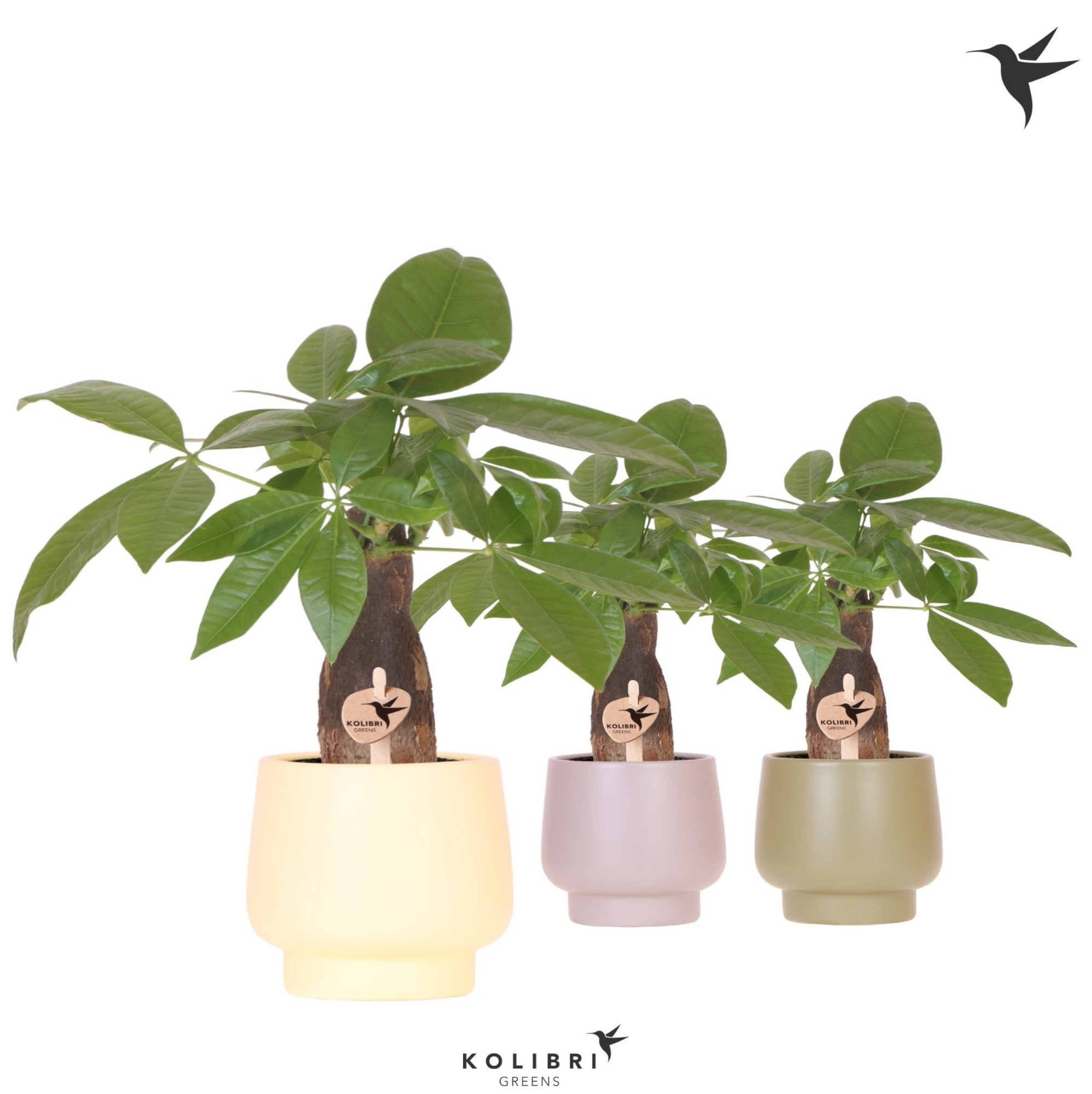 Kolibri Greens Pachira in Scandic pot green mix, D 9 cm