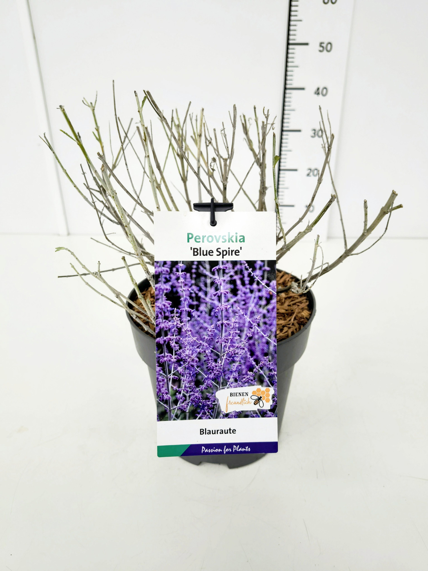 Perovskia 'Blue Spire' BüC5, D 23