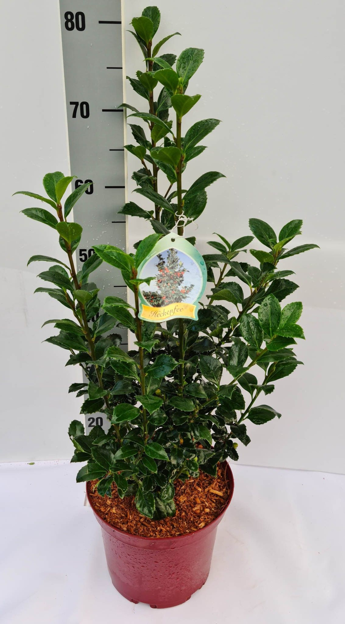 Ilex meserveae Heckenfee S C5 40-50, D 23 cm