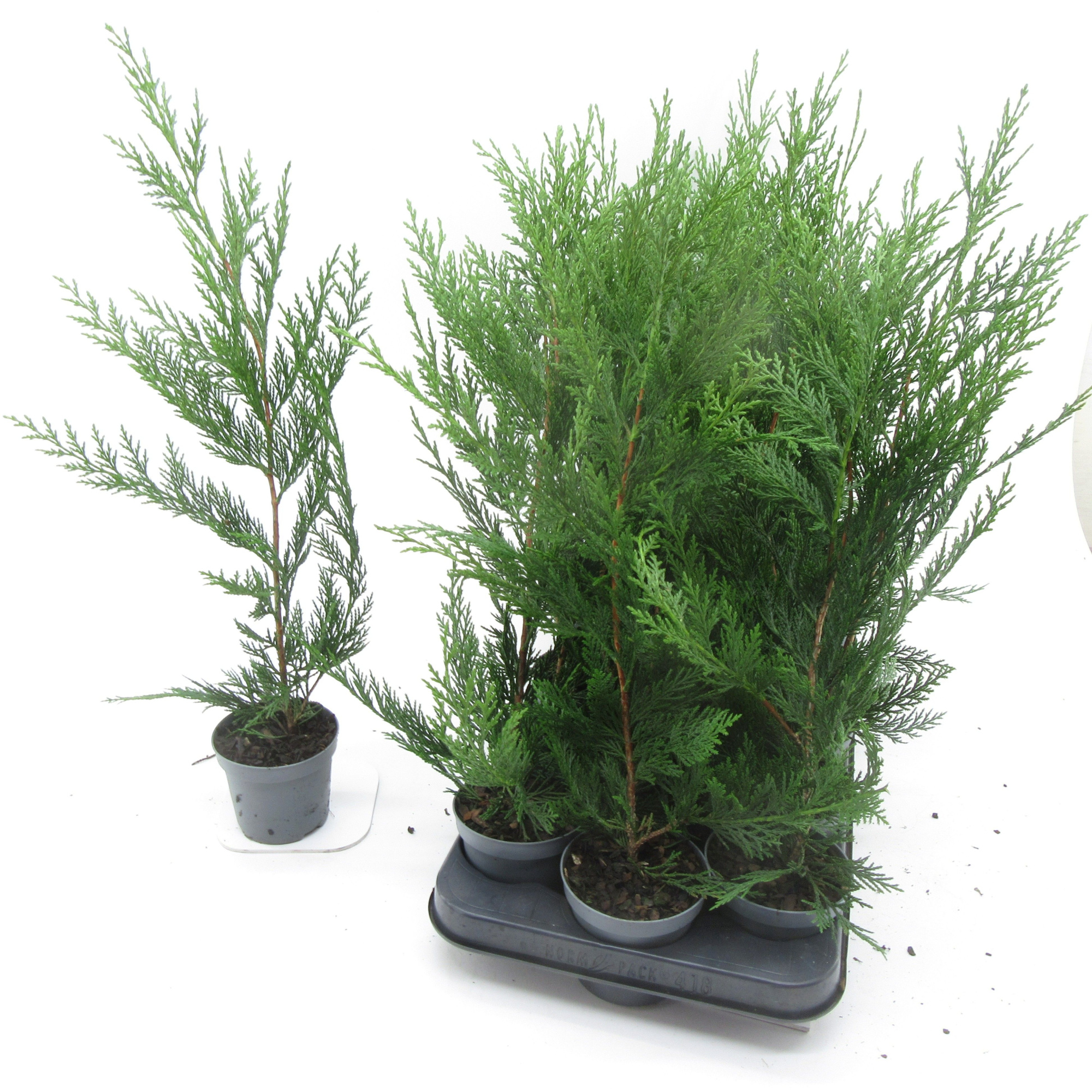 cupressocyparis leylandii, D 9