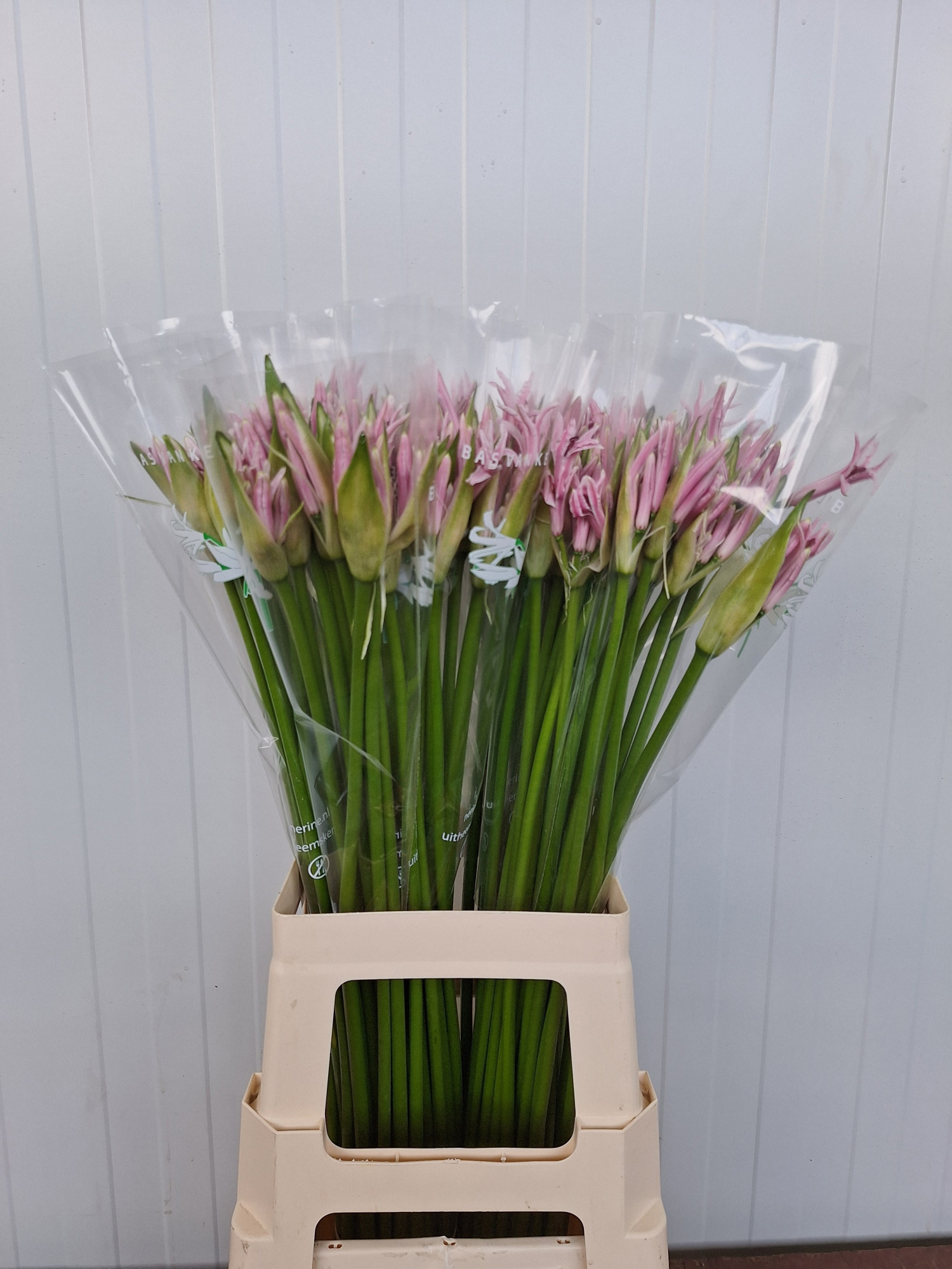 Нерине Беренис 70, шт.