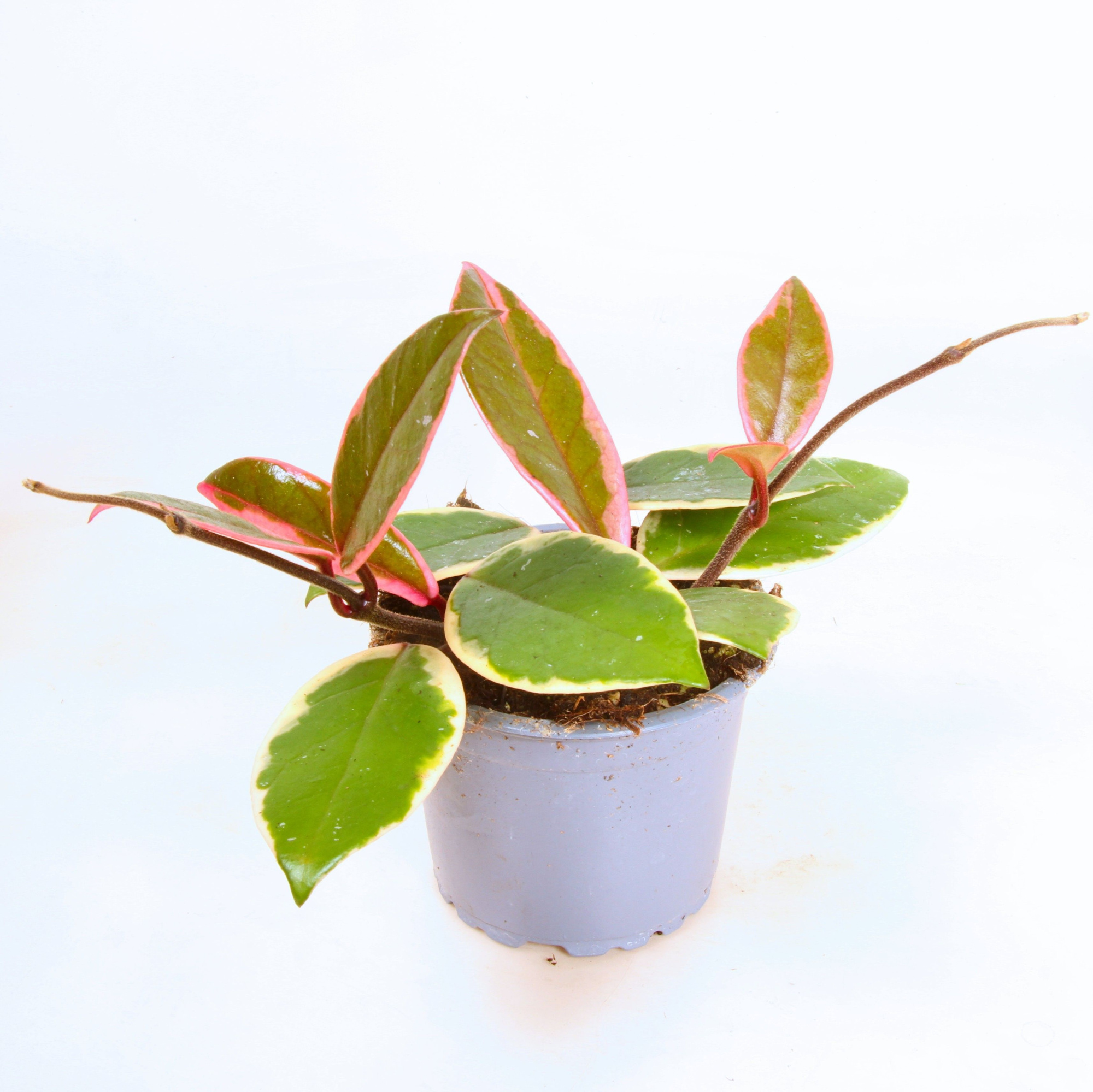 Flamingo Dream bo9, D 9 cm