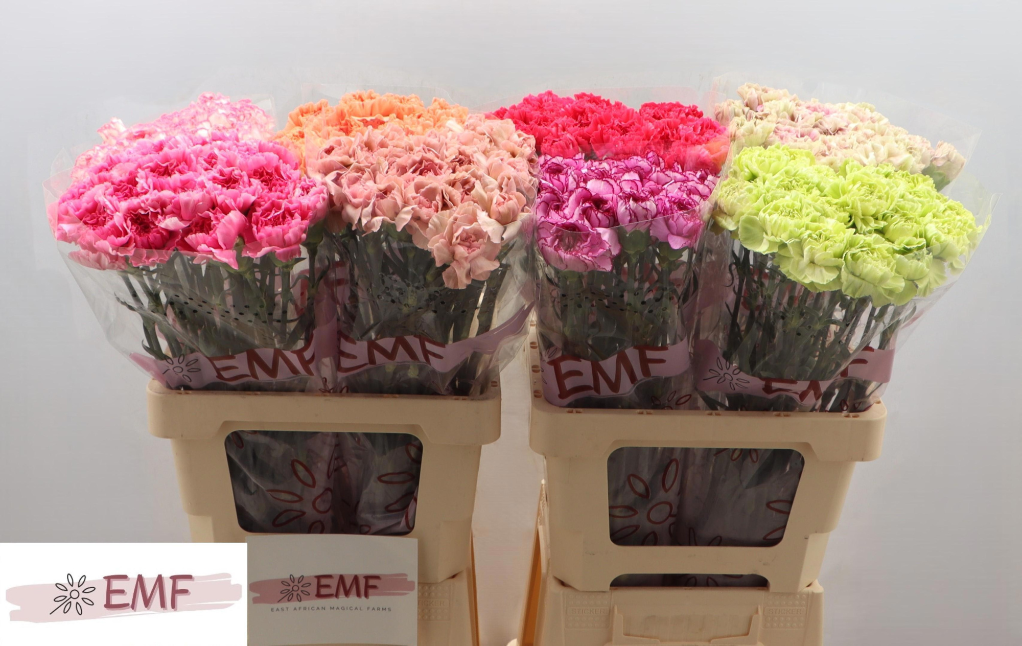 Диантус од. Микс в баке, шт.