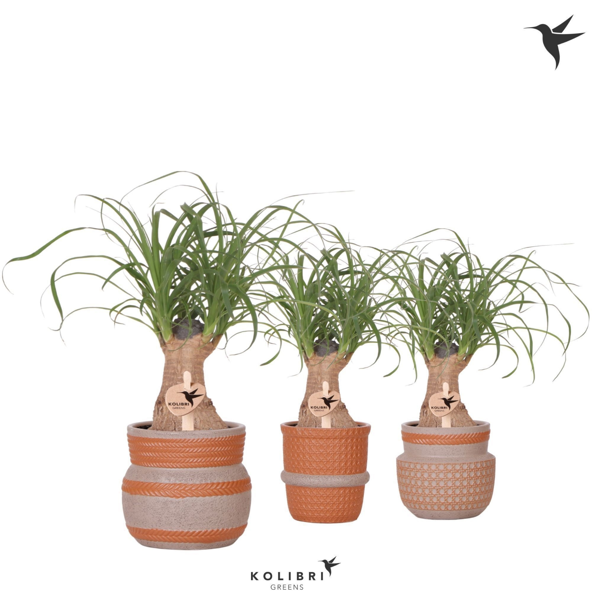 Kolibri Greens Beaucarnea in Ethnic pot terracotta mix, D 9 cm