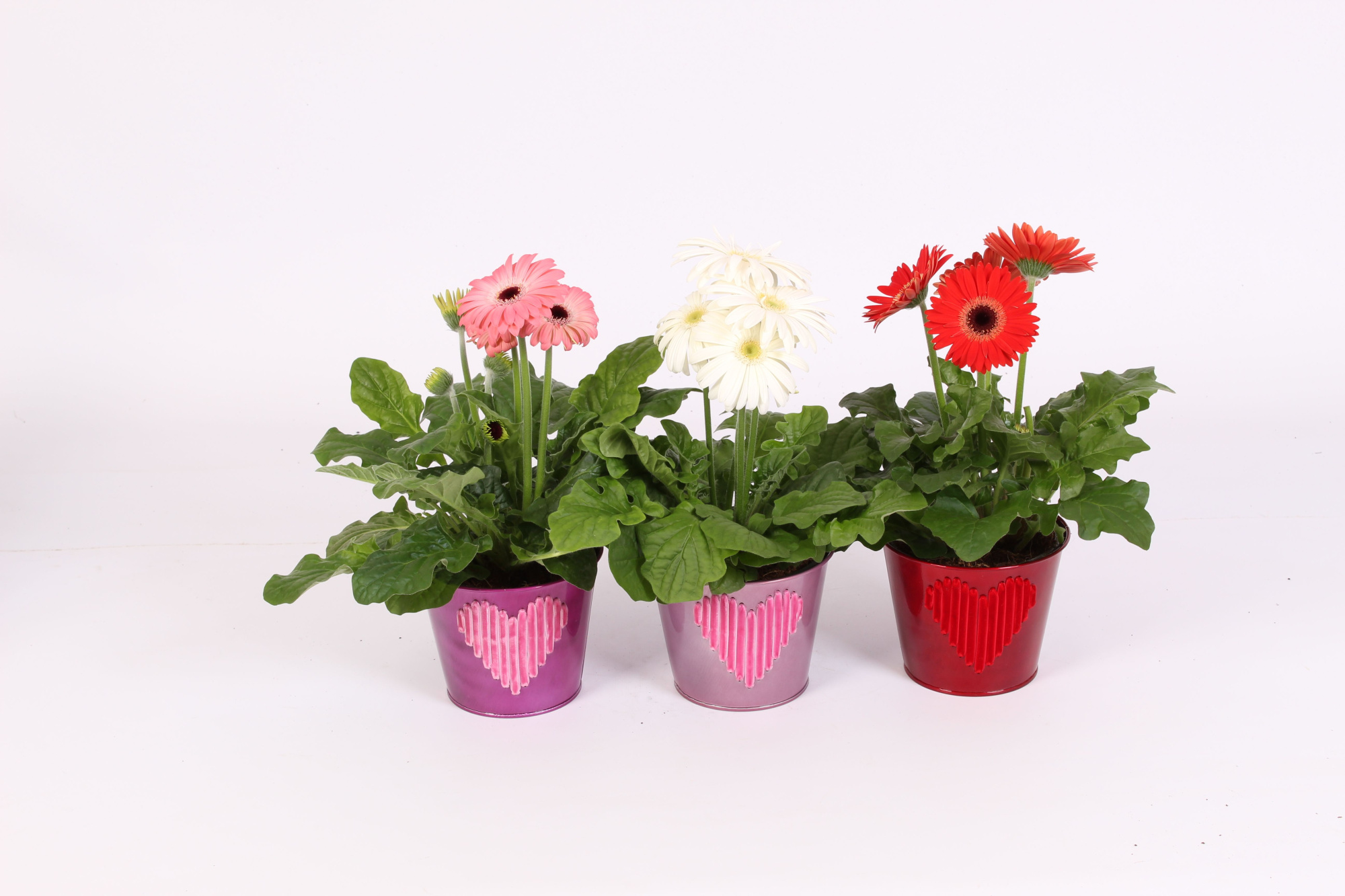 Gerbera 2+bl 12cm in zinken pot met velvet hart 3 ass, D 12 cm