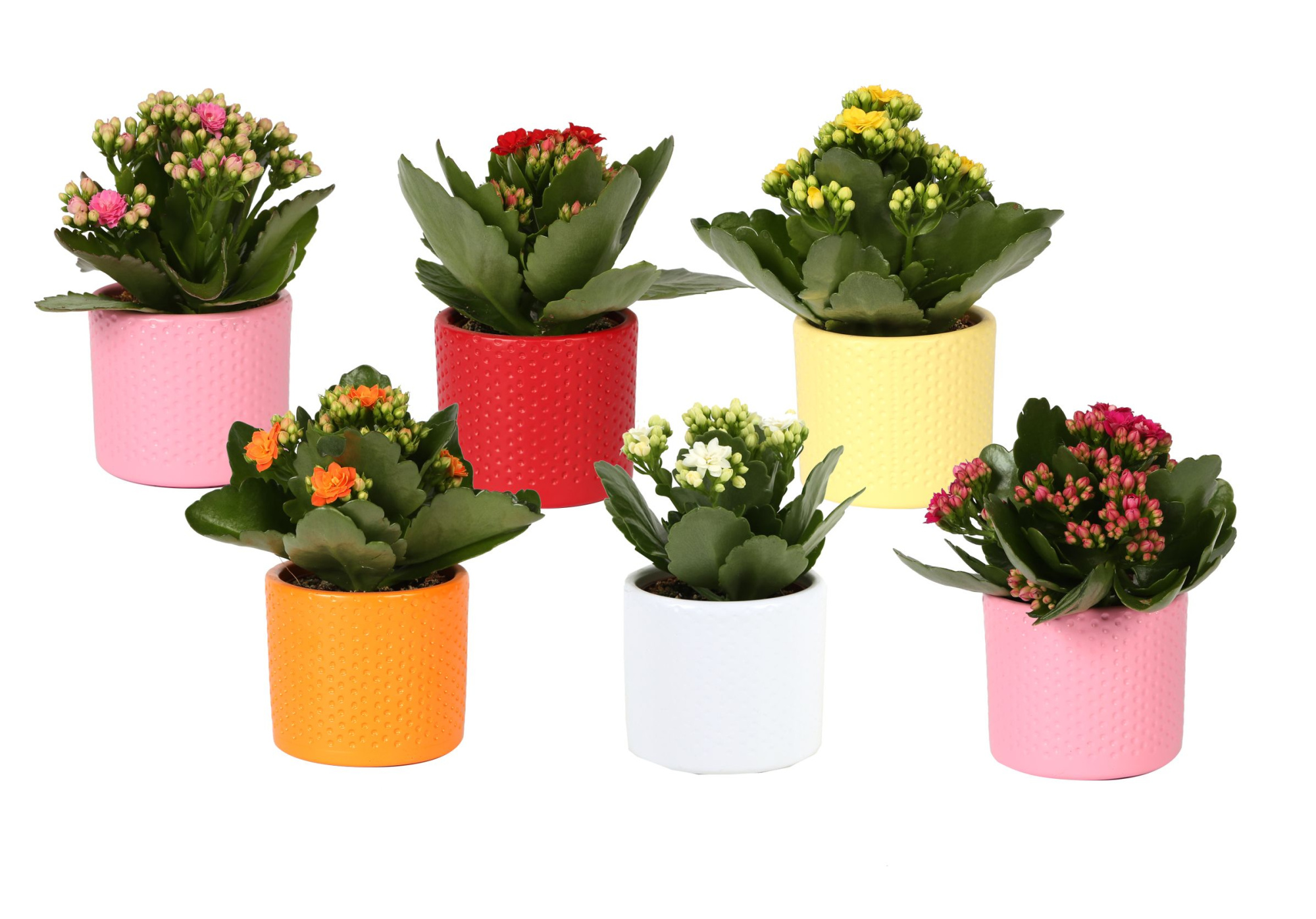 KP-753.1 - Kalanchoe Rosalina 7cm in stippenpot ton sur ton, D 7 cm