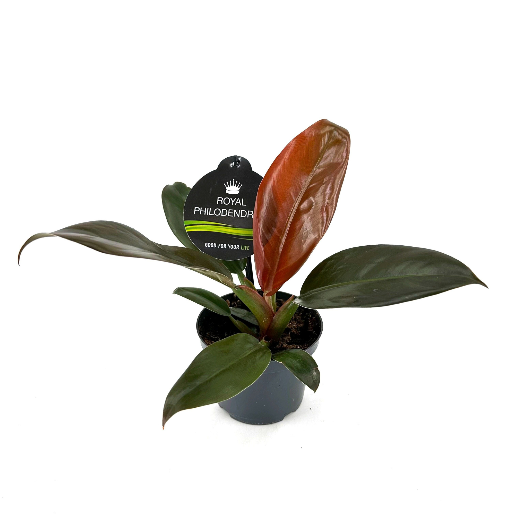 Philodendron Imperial Red, D 12 cm