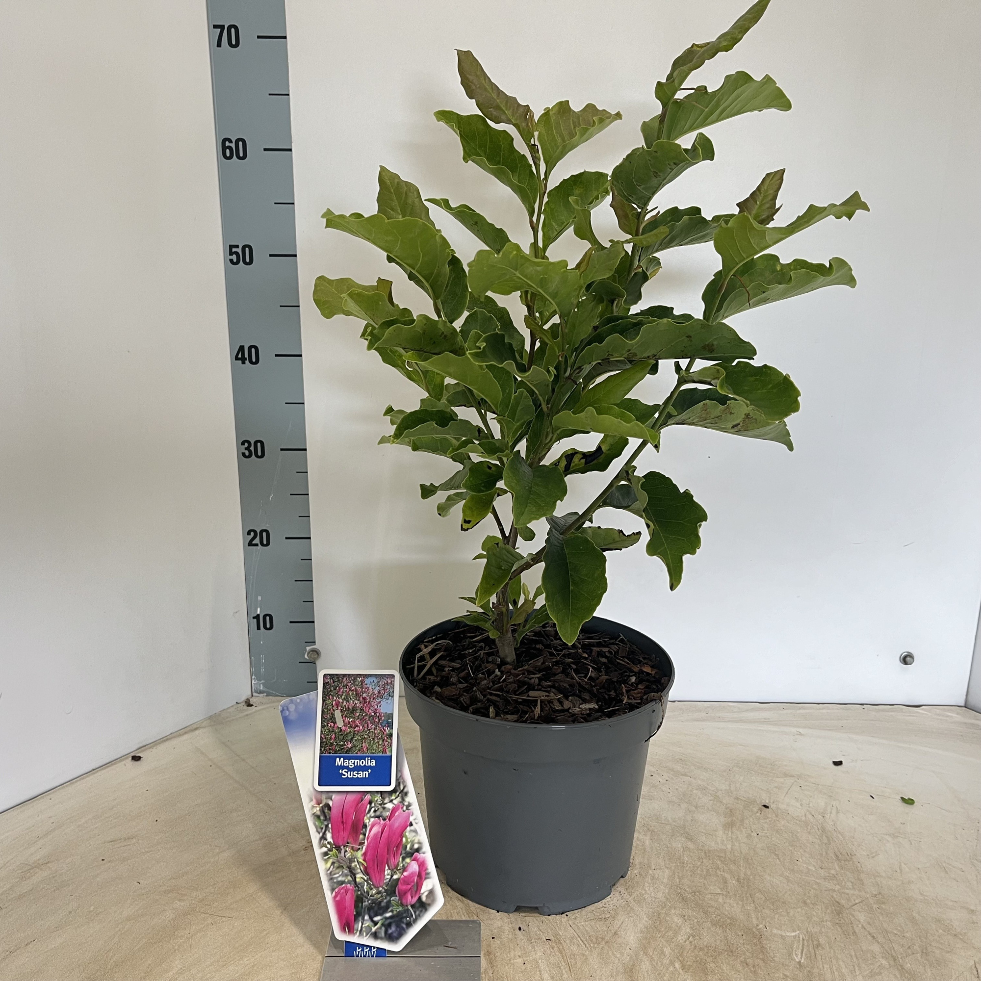 Magnolia 'Susan', D 23 cm