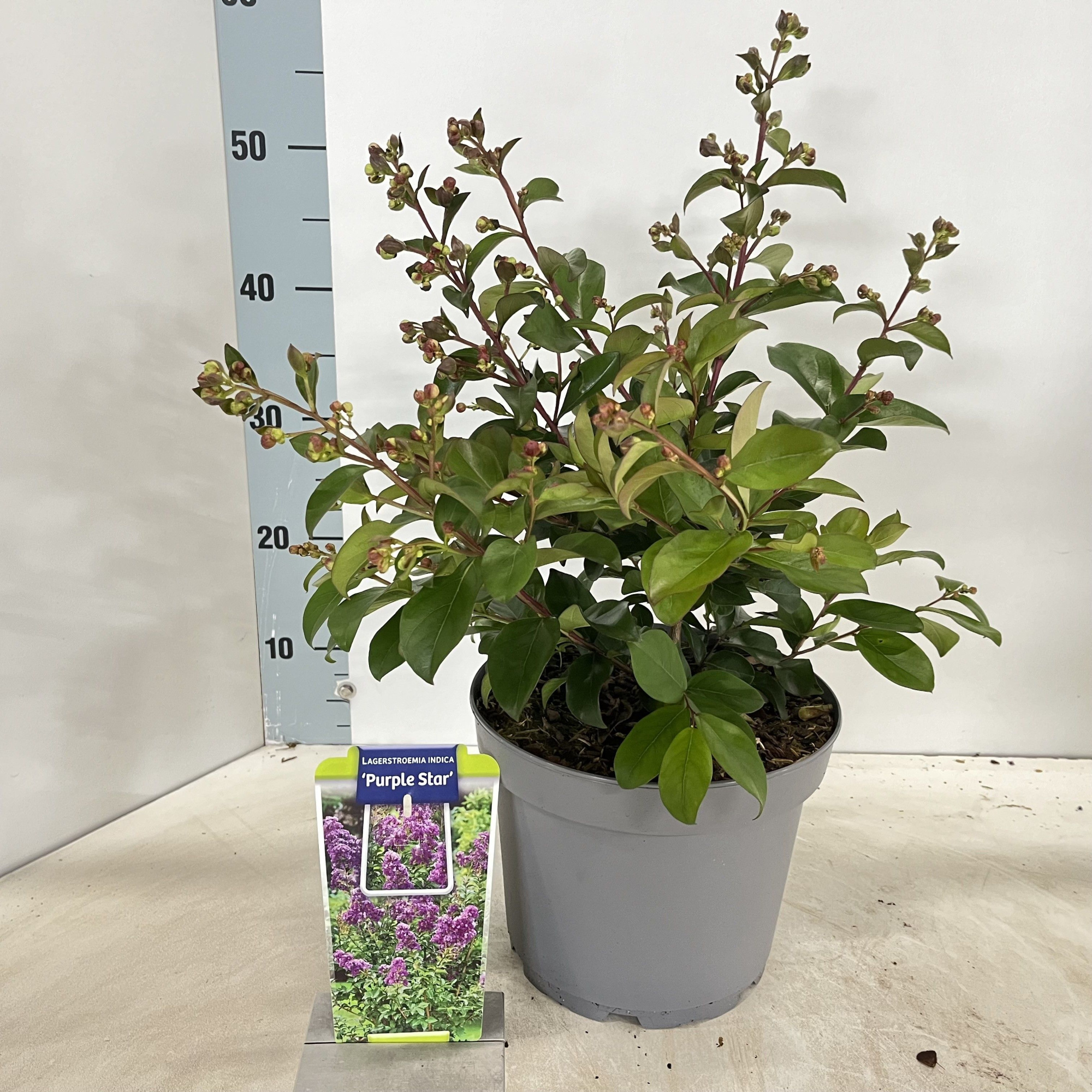 Lagerstroemia indica 'Purple Star' PBR, D 23 cm