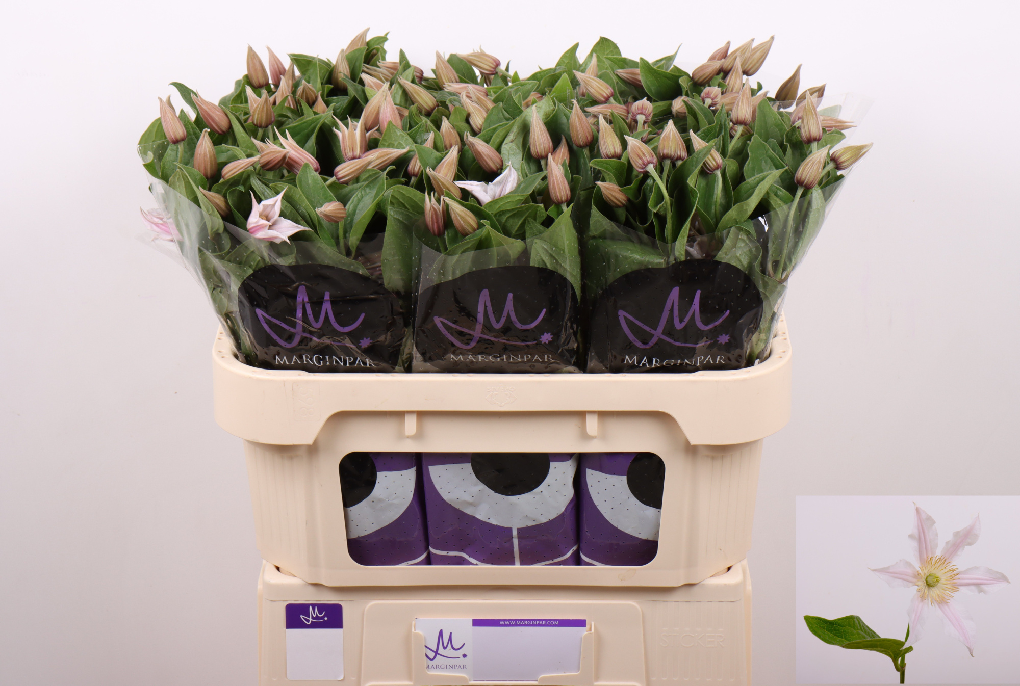 Клематис Эмейзин Канзас 70, шт.