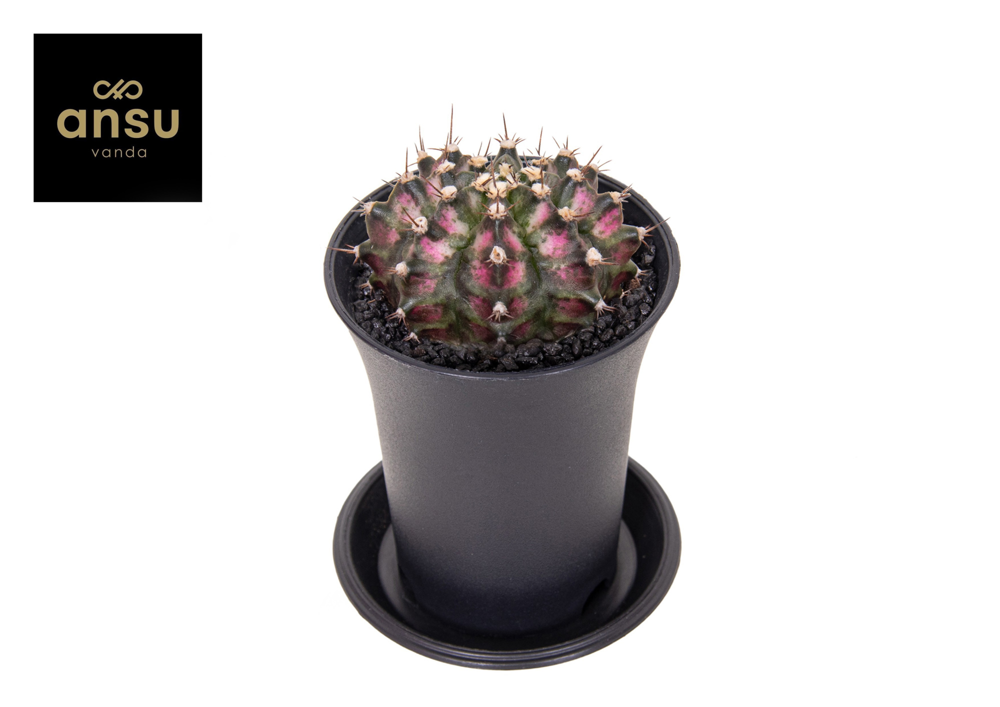 Gymno Cactus 'T-Rex Hybrid Pink', D 7,5