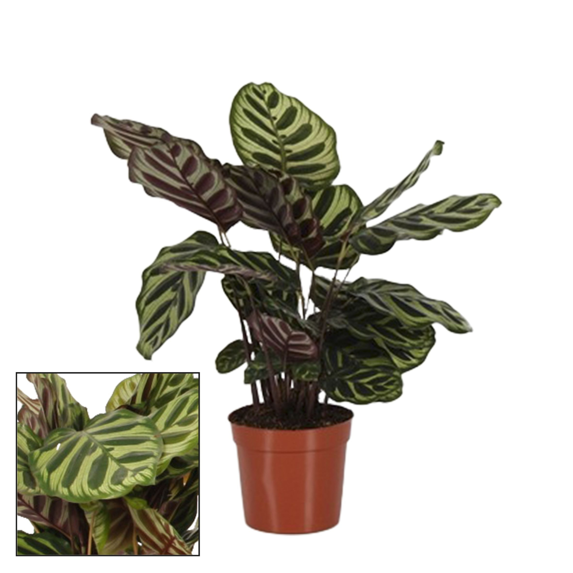 Calathea 14cm Makoyana, D 14 cm