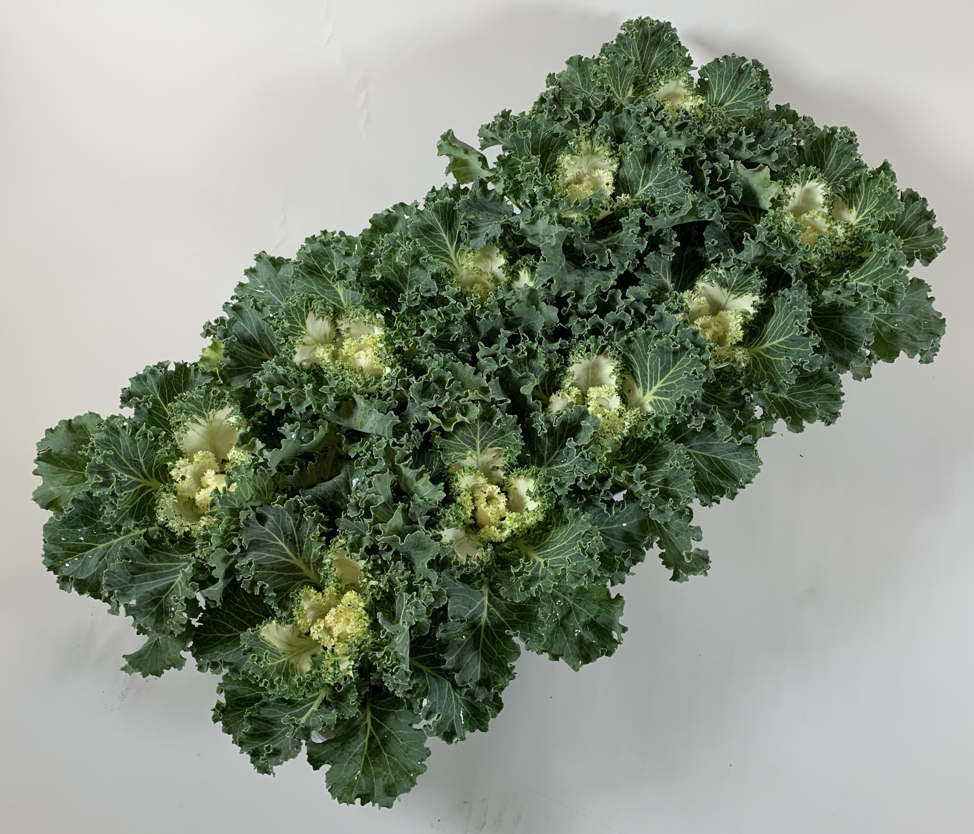 Brassica gekruld wit, D 10,5 cm