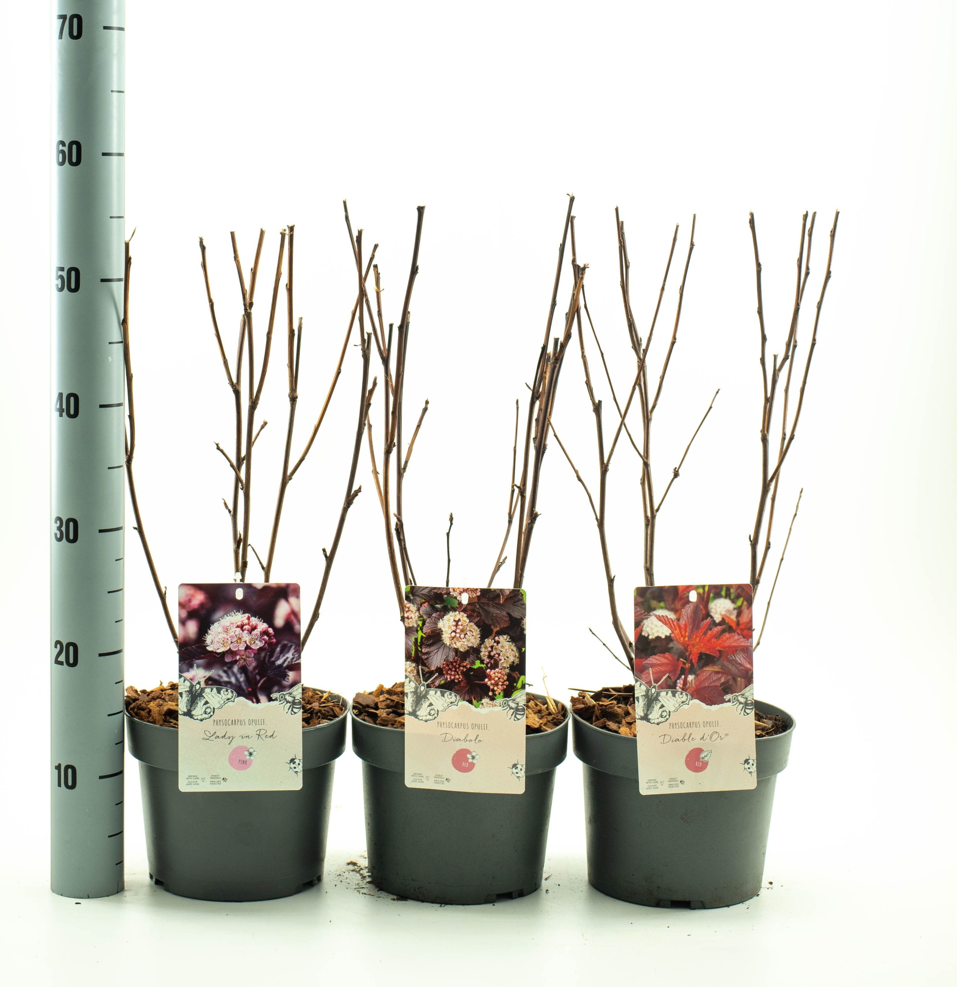 Physocarpus in soorten, D 19