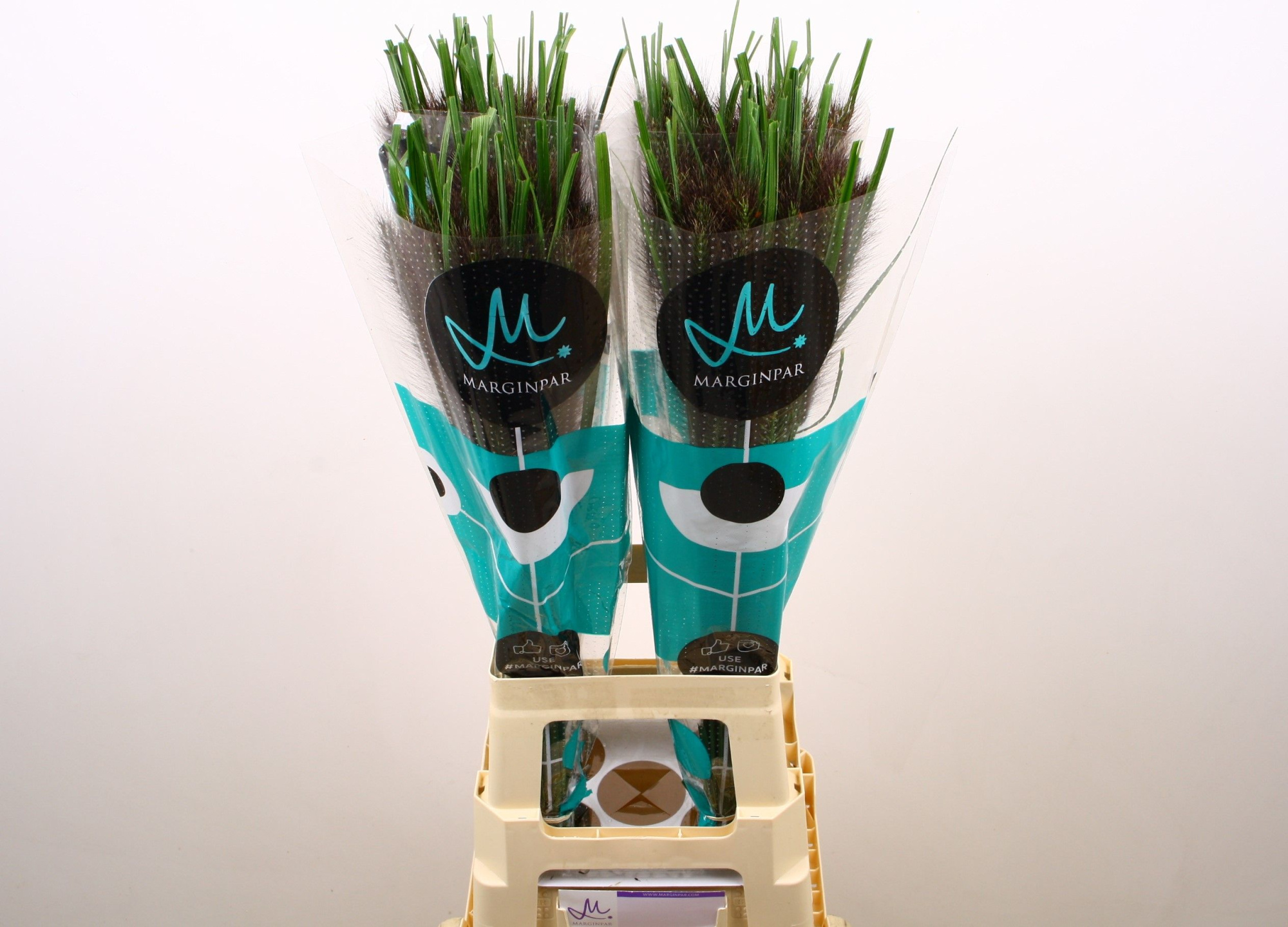 Пенисетум Блэк Фокс 80, шт.