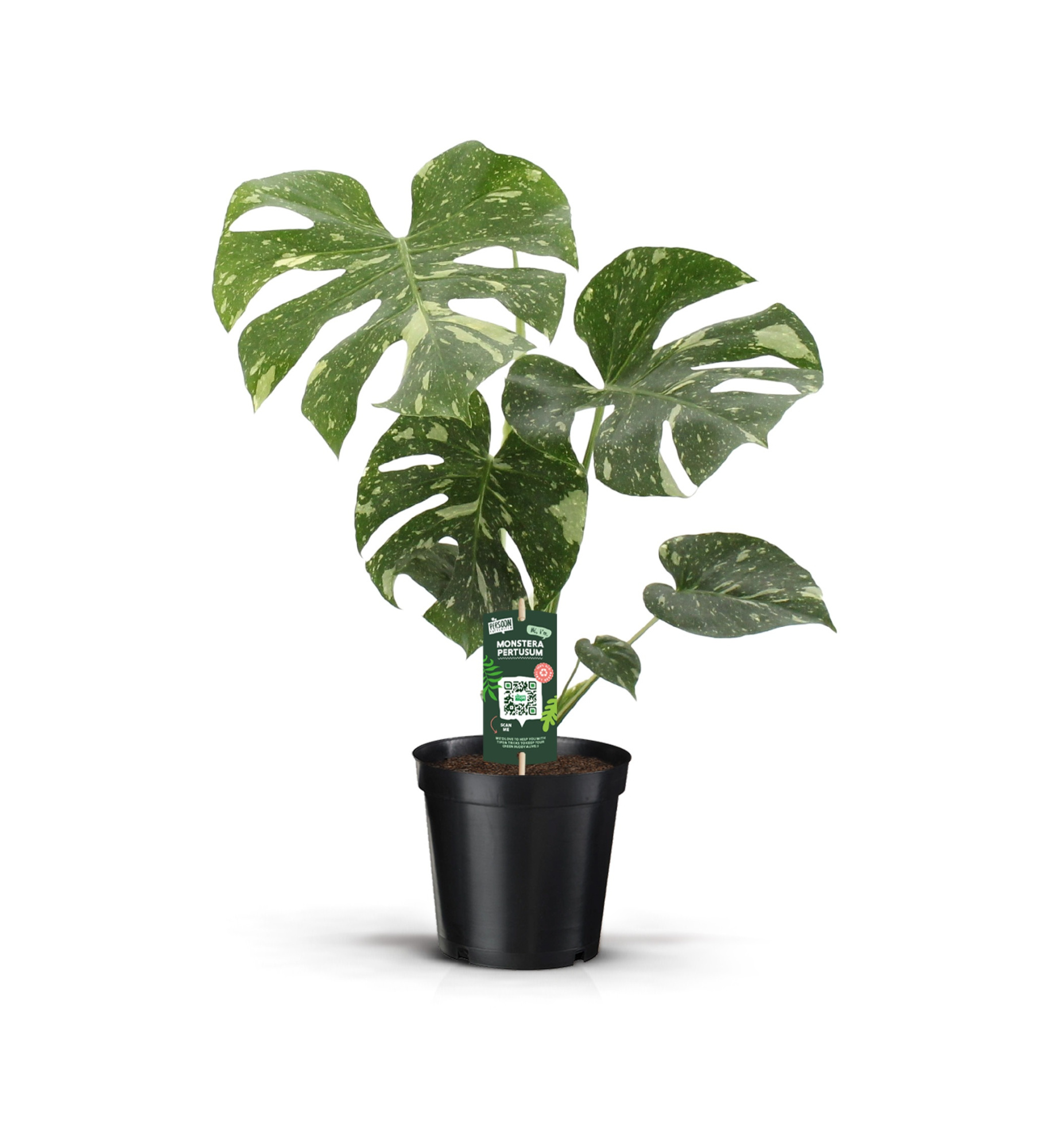 MONSTERA THAI CONSTELLATION, D 19