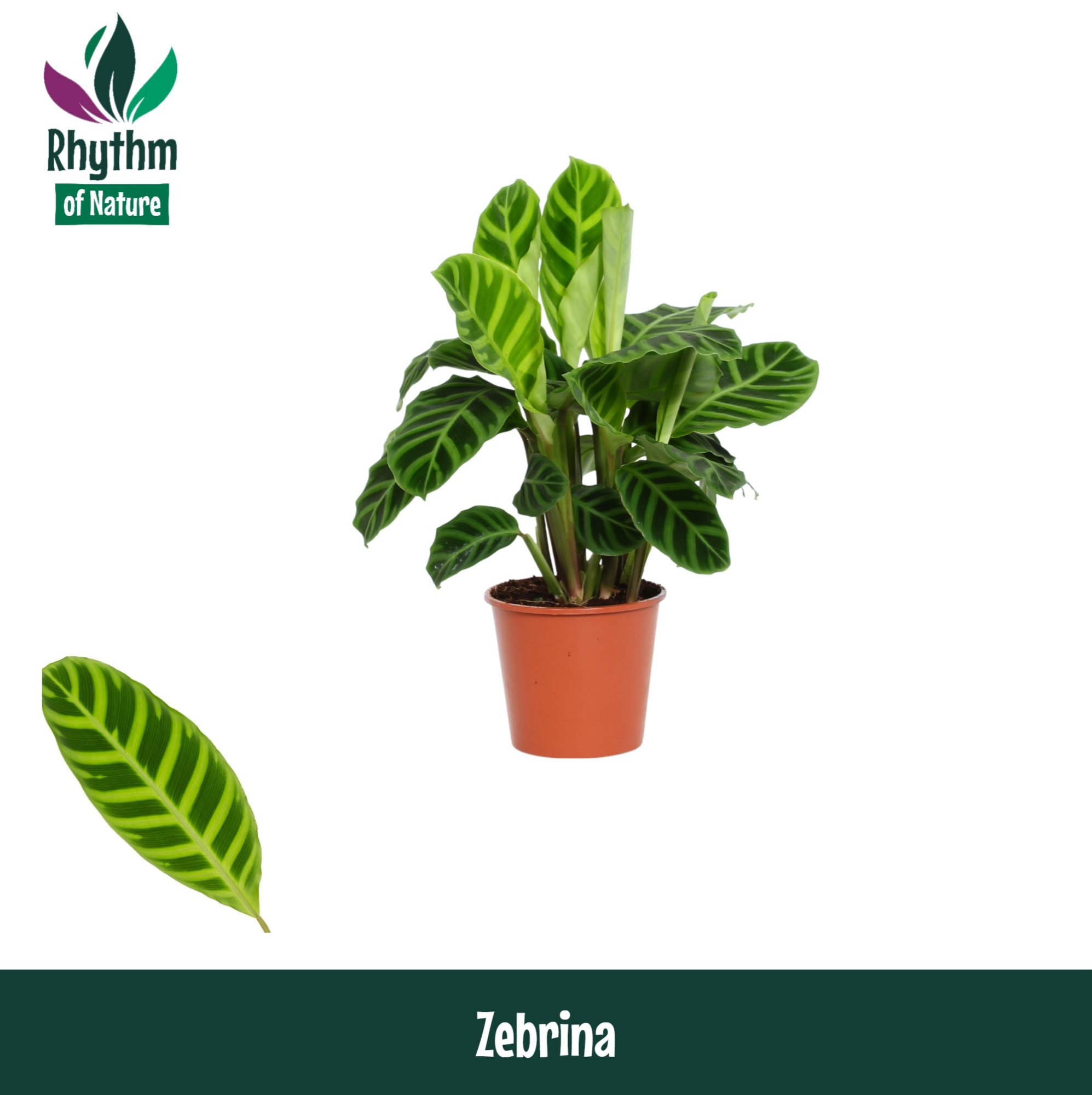 Calathea 14cm Zebrina - Rhythm of Nature, D 14