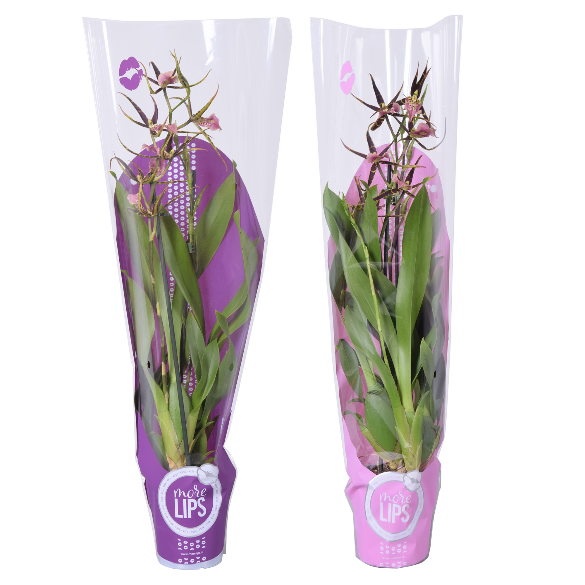 MoreLIPS® Brassia 'Shelob Tolkien' 2 tak met roze en paarse showhoes, D 12 cm