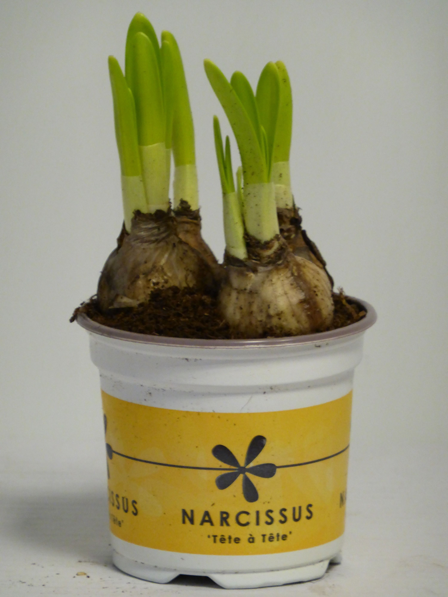 Narcis tete a tete in bedrukte kweekpot, D 9