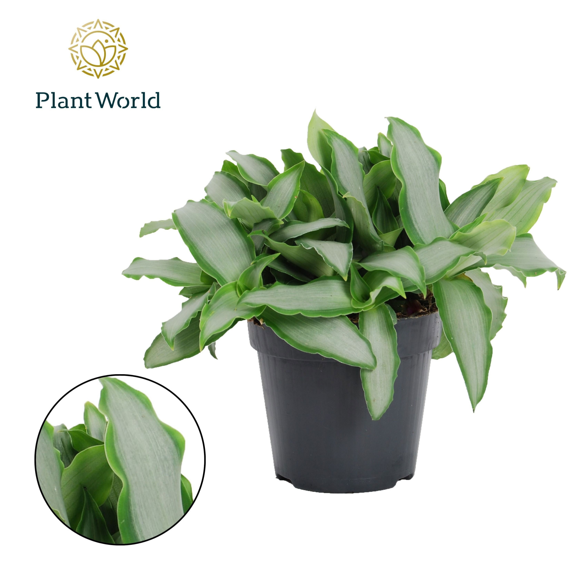 Murdannia loriformus 'Bright Star', D 12 cm