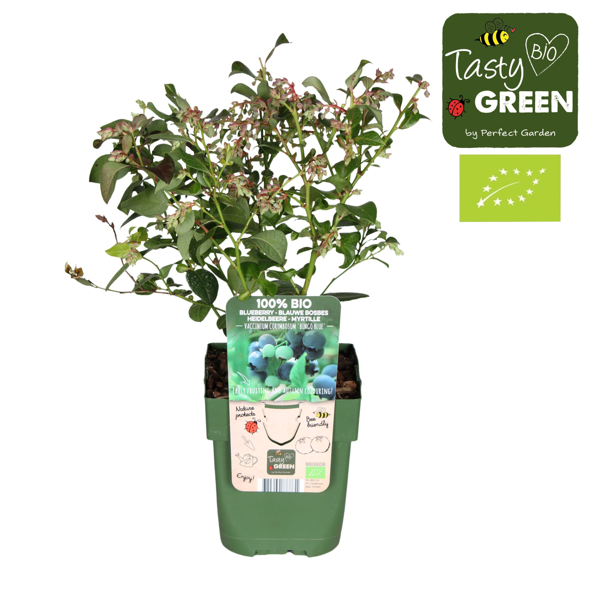 Vaccinium corymbosum 'Bingo Blue' Bio P13, D 13 cm