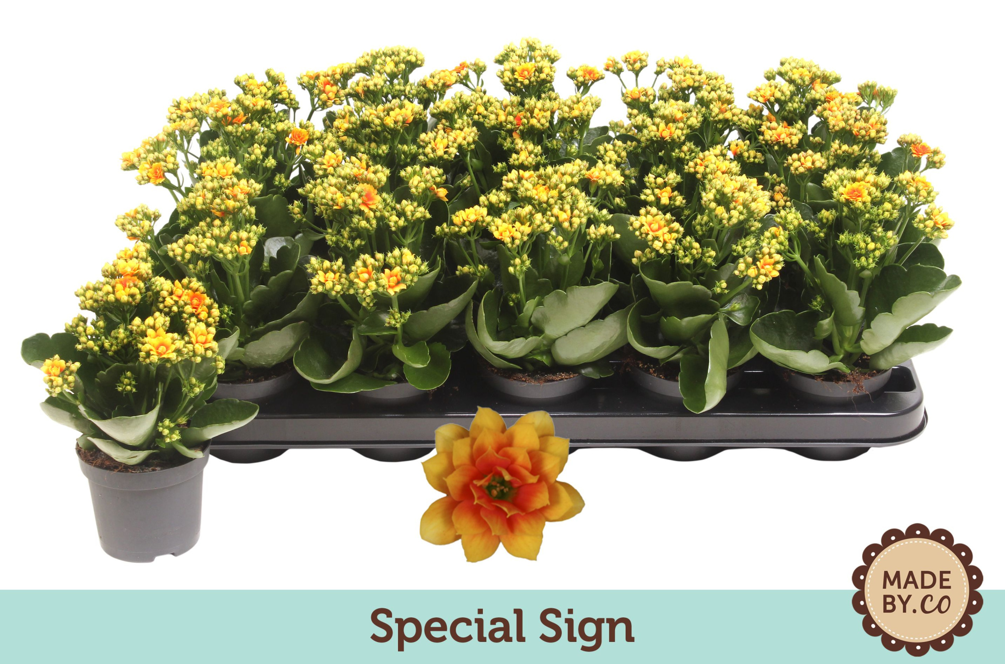 Kalanchoë Special Sign - no sleeve, D 9 cm