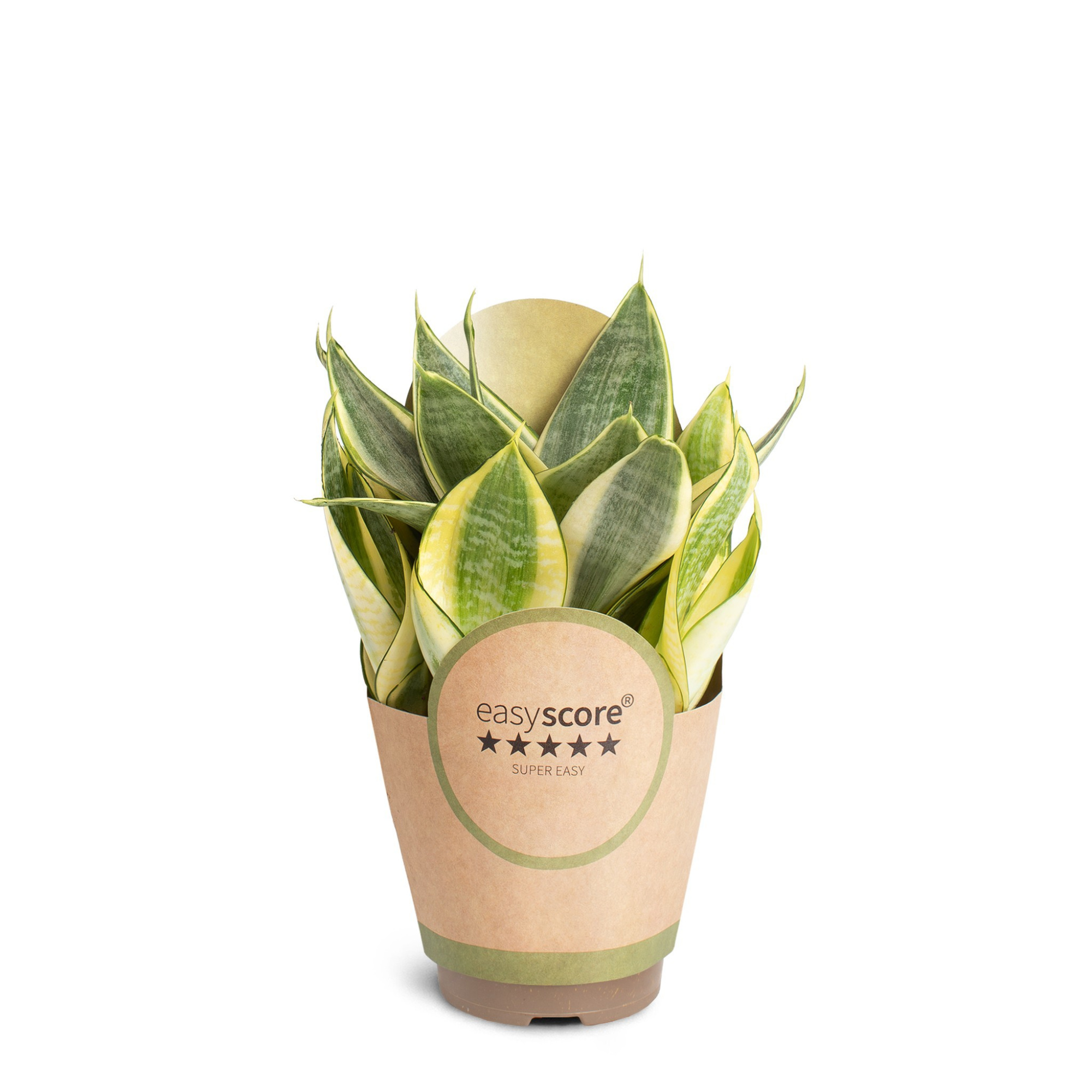 Sansevieria ´Hahnii Golden´, D 11