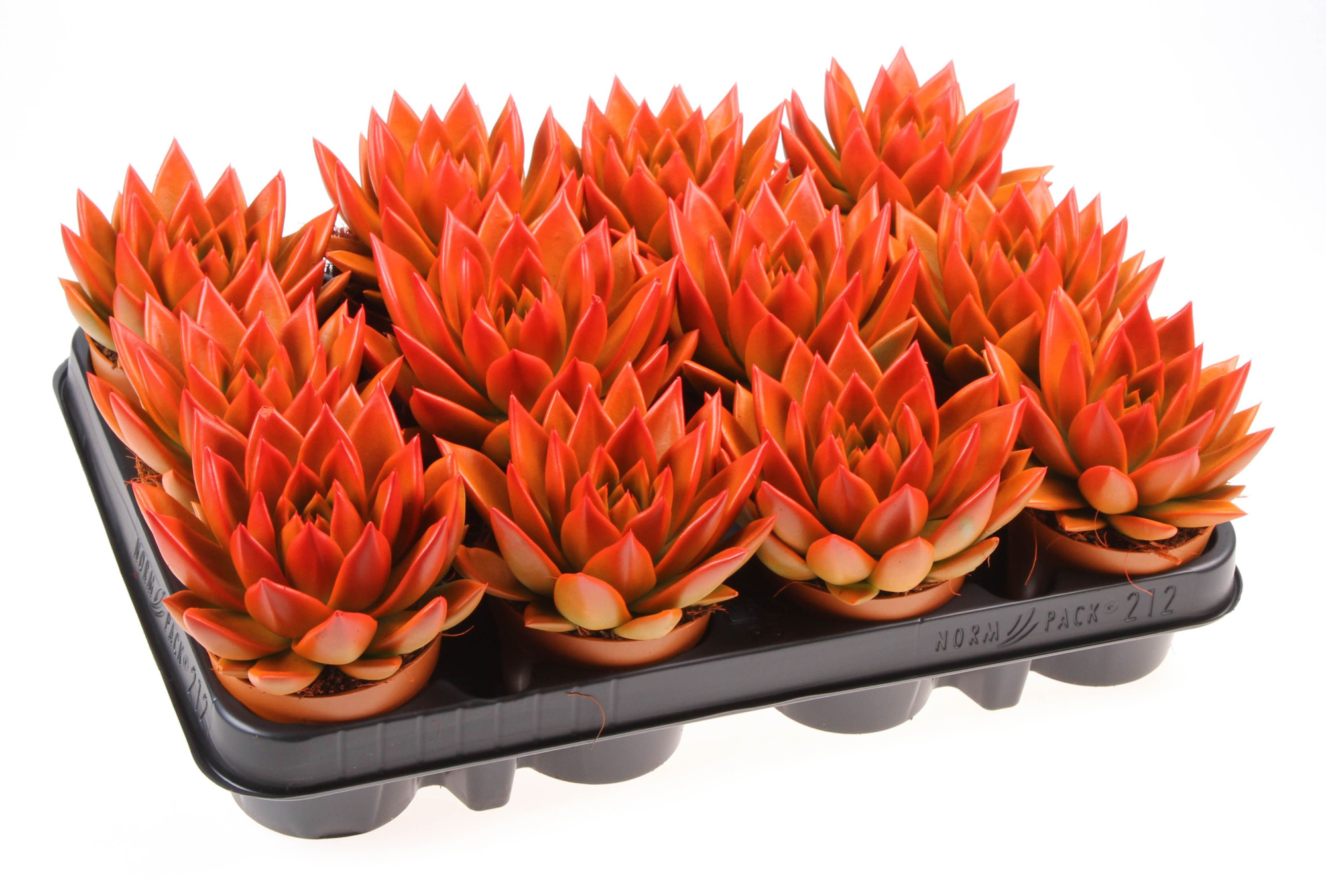 Rainbow bicolor orange + red point, D 8,5 cm