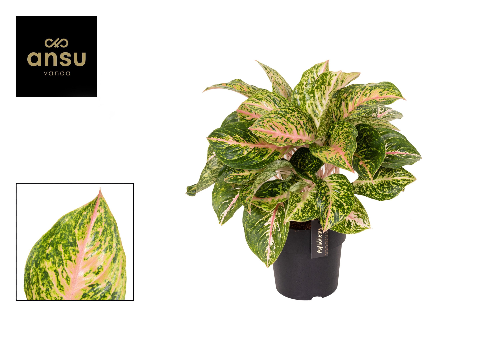 Aglaonema Forest Pink, D 19 cm
