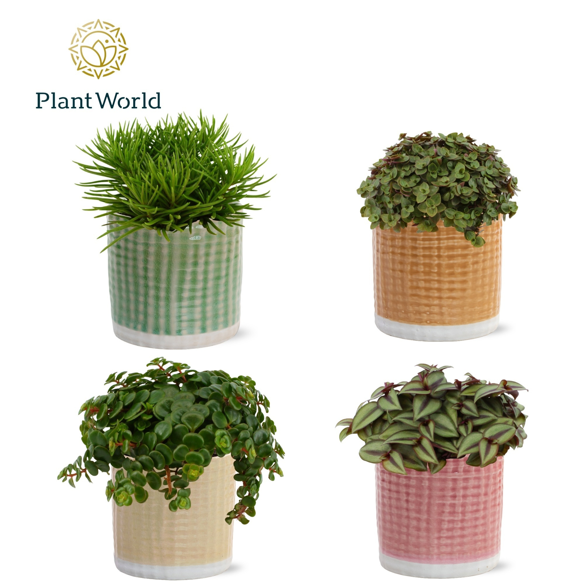 Gemengde tray 10,5cm in elsa pot, D 10,5 cm