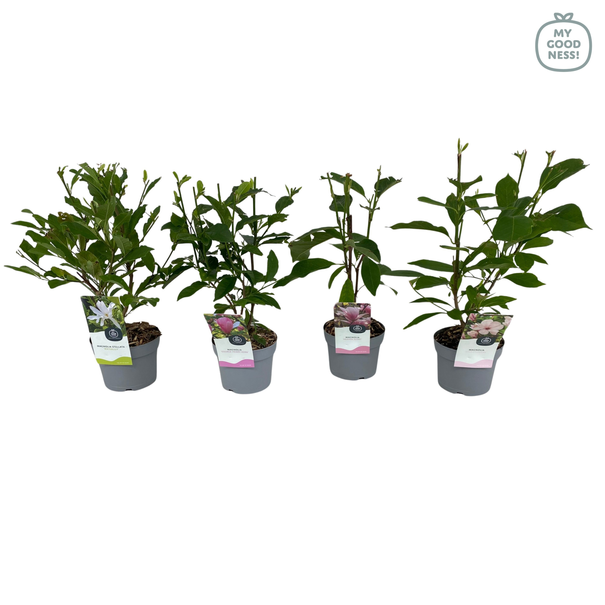 Magnolia p17 'MIx', D 17 cm