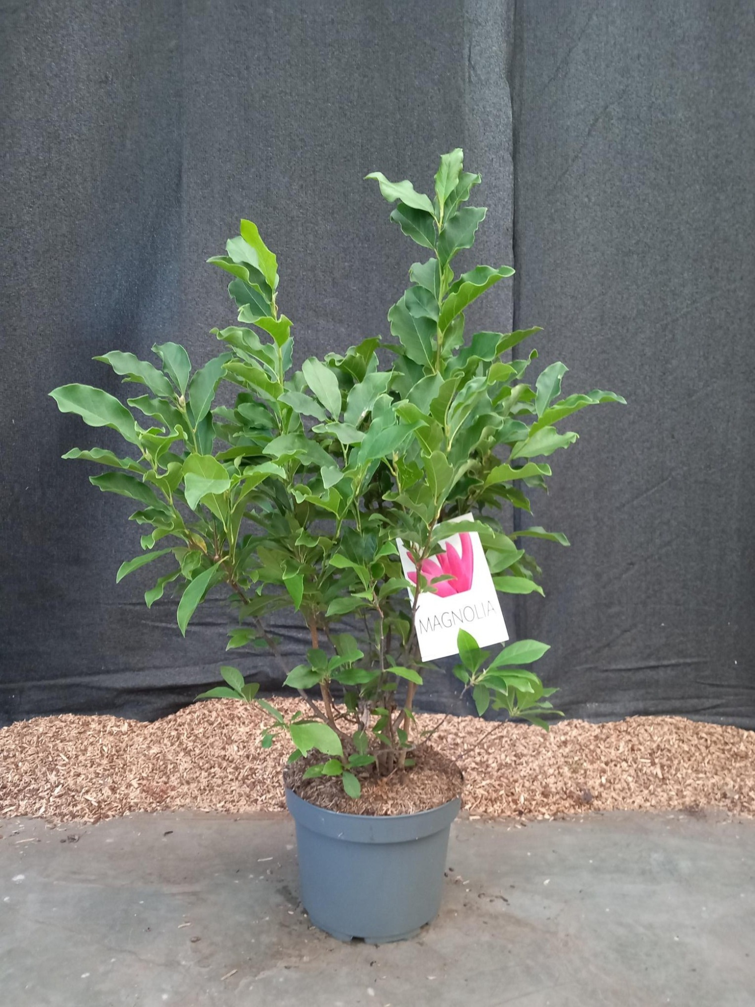 Magnolia Susan, D 29 cm