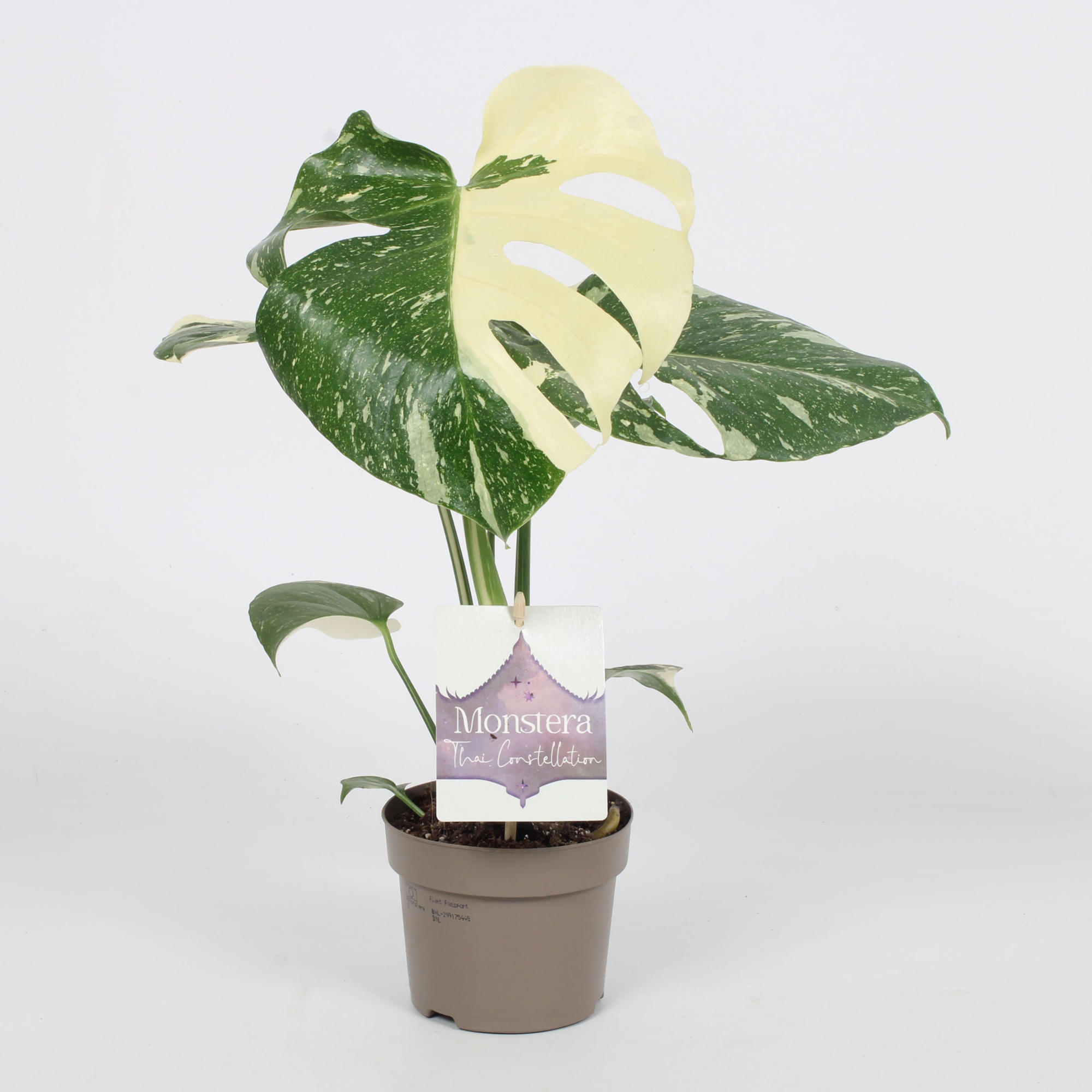 Monstera Thai Constellation 12cm met etiket, D 12 cm