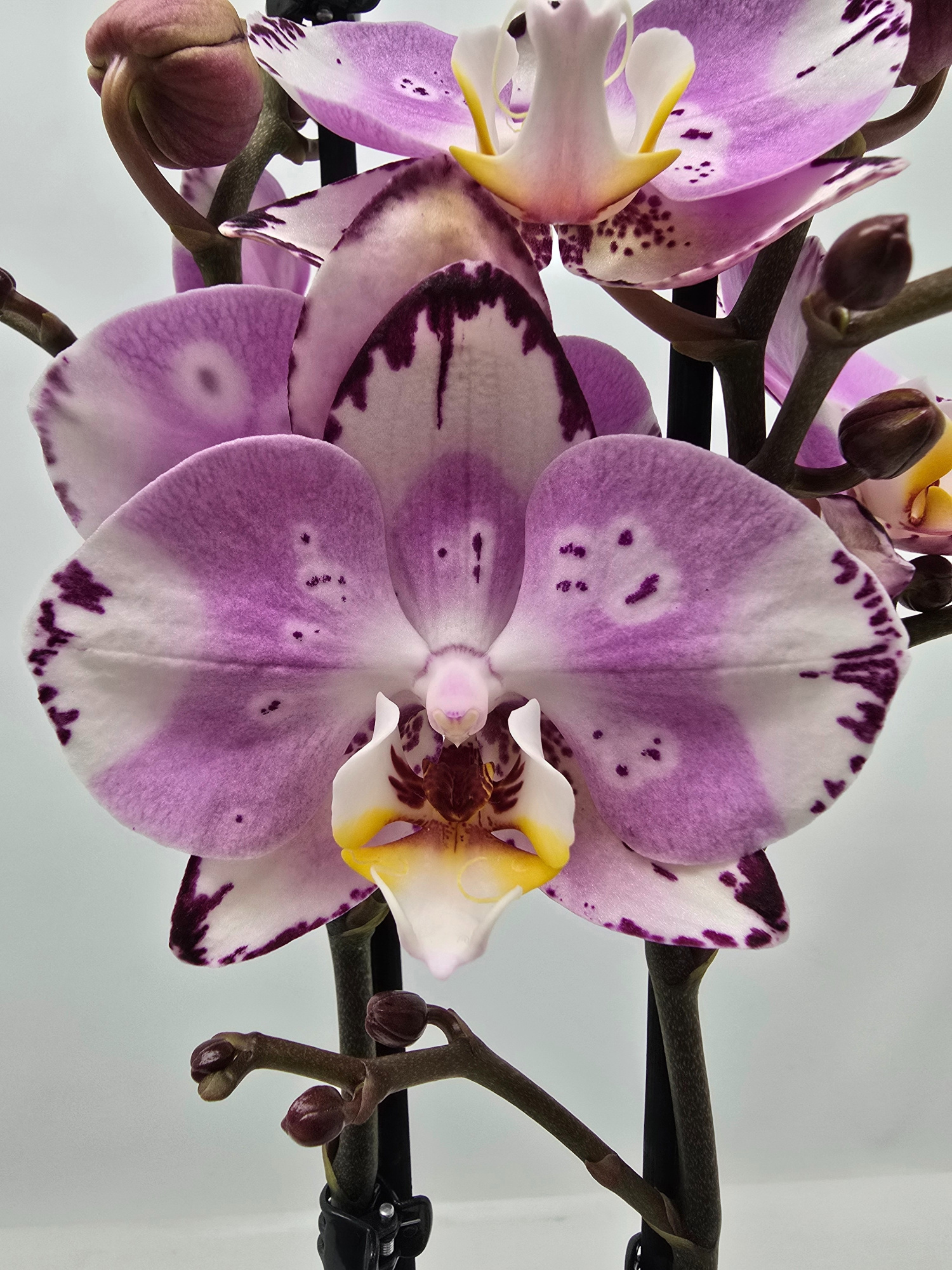 Limited 27 week 43, D 12 cm