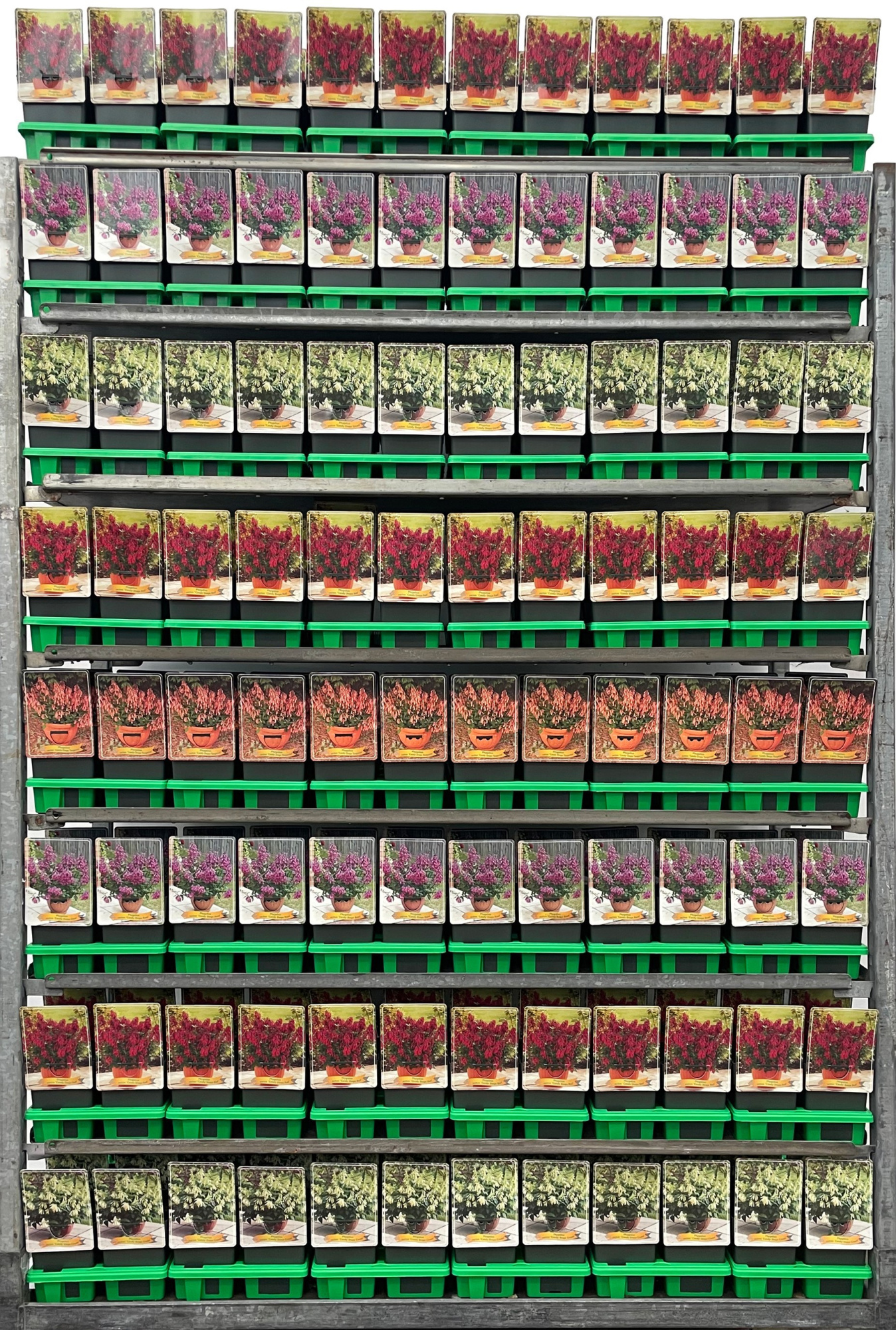 Phygelius Mix CC P11, D 11