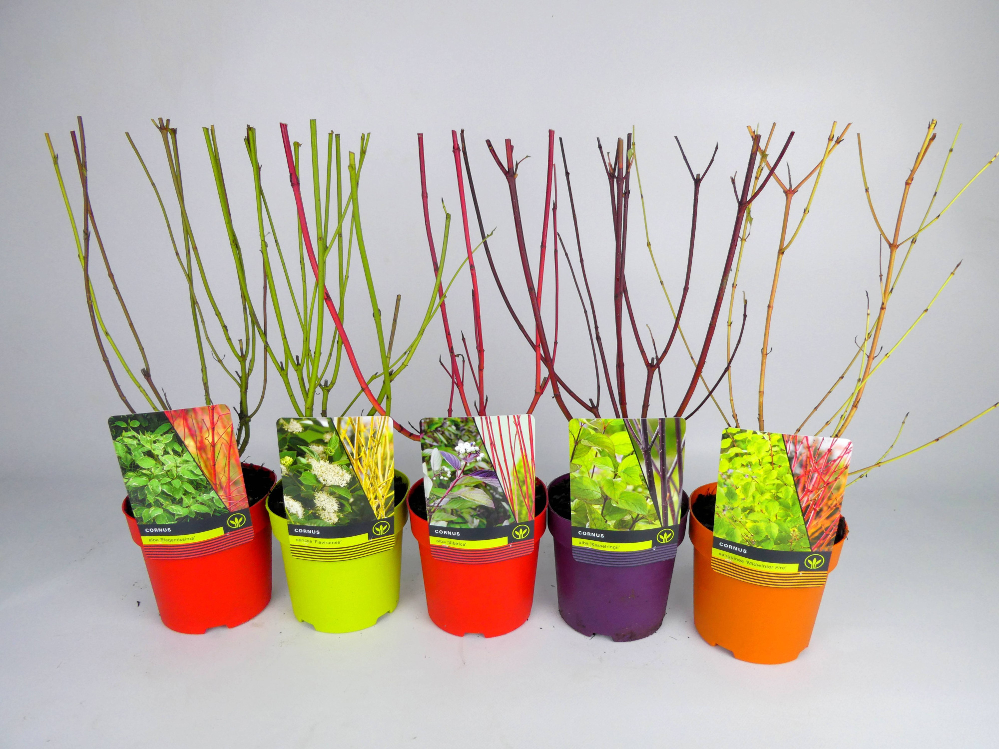 Cornus Mixlaag Kleurpot, D 14