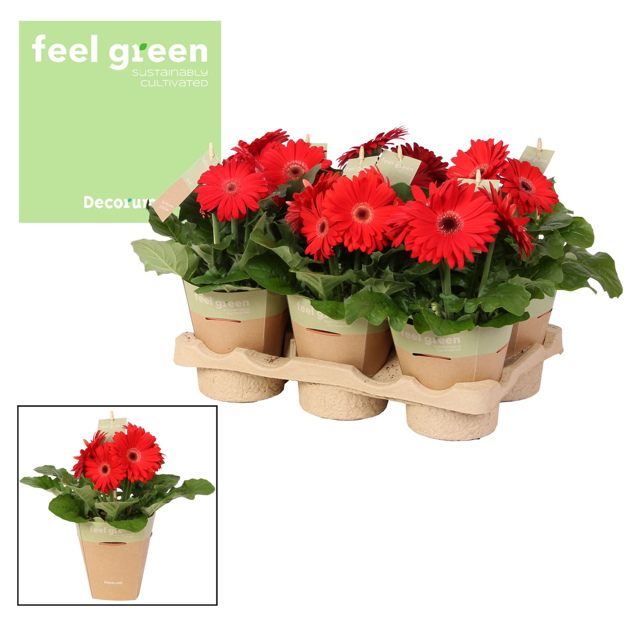 Gerbera roodtinten 2+ bl. Feel Green, nature pc Decorum, D 12 cm
