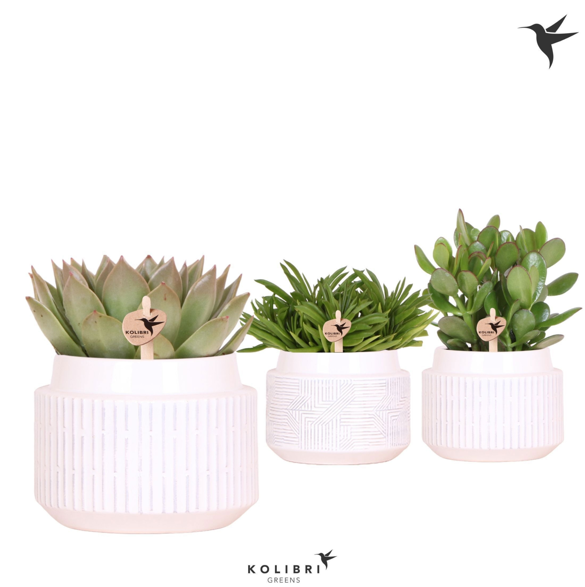 Kolibri Greens Succulenten mix in Maze pot white, D 12 cm