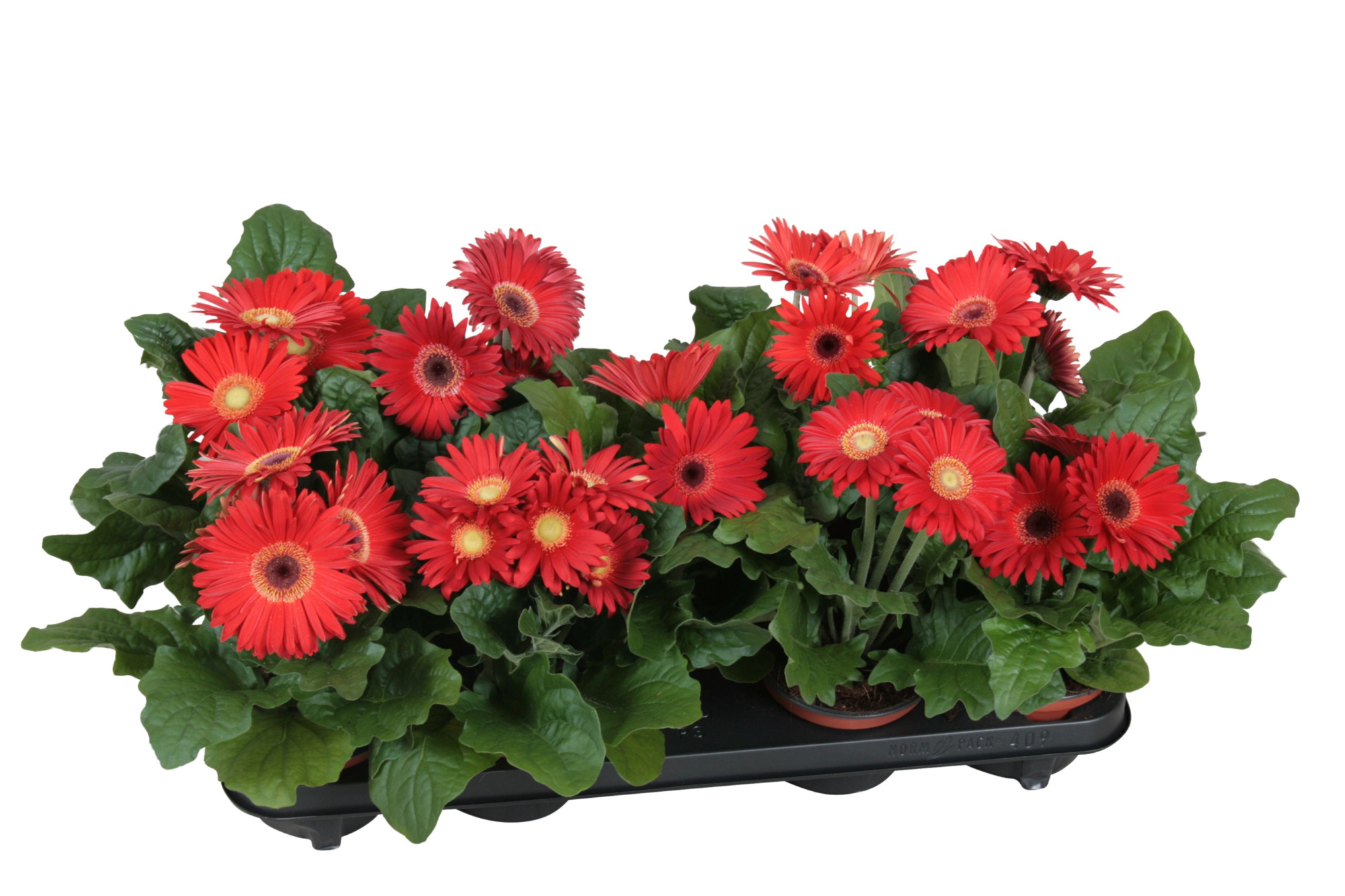 Gerbera belicht 2+ bl 12cm excellent rood (diverse kleurtinten), D 12
