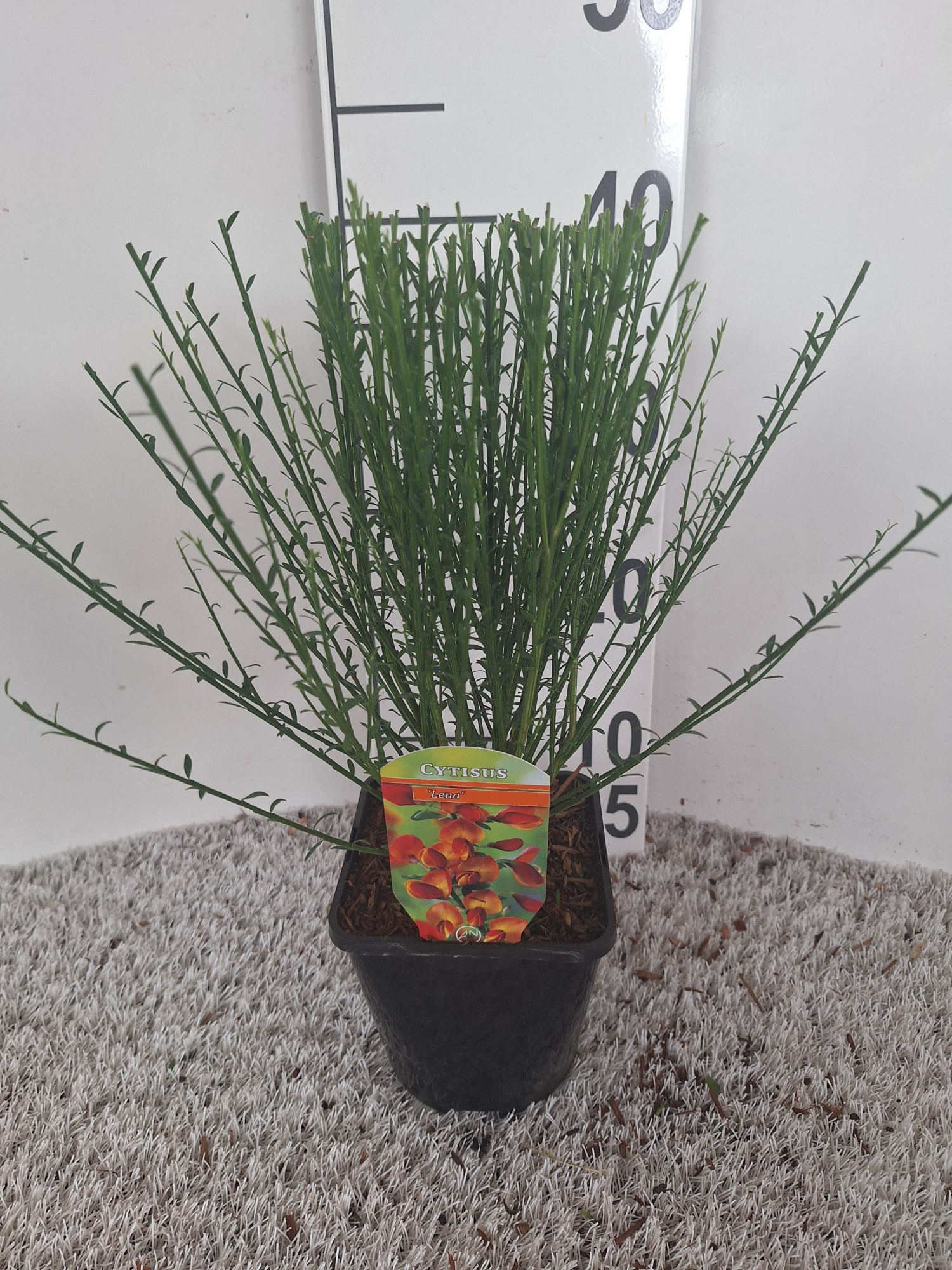 Cytisus 'Lena', D 14