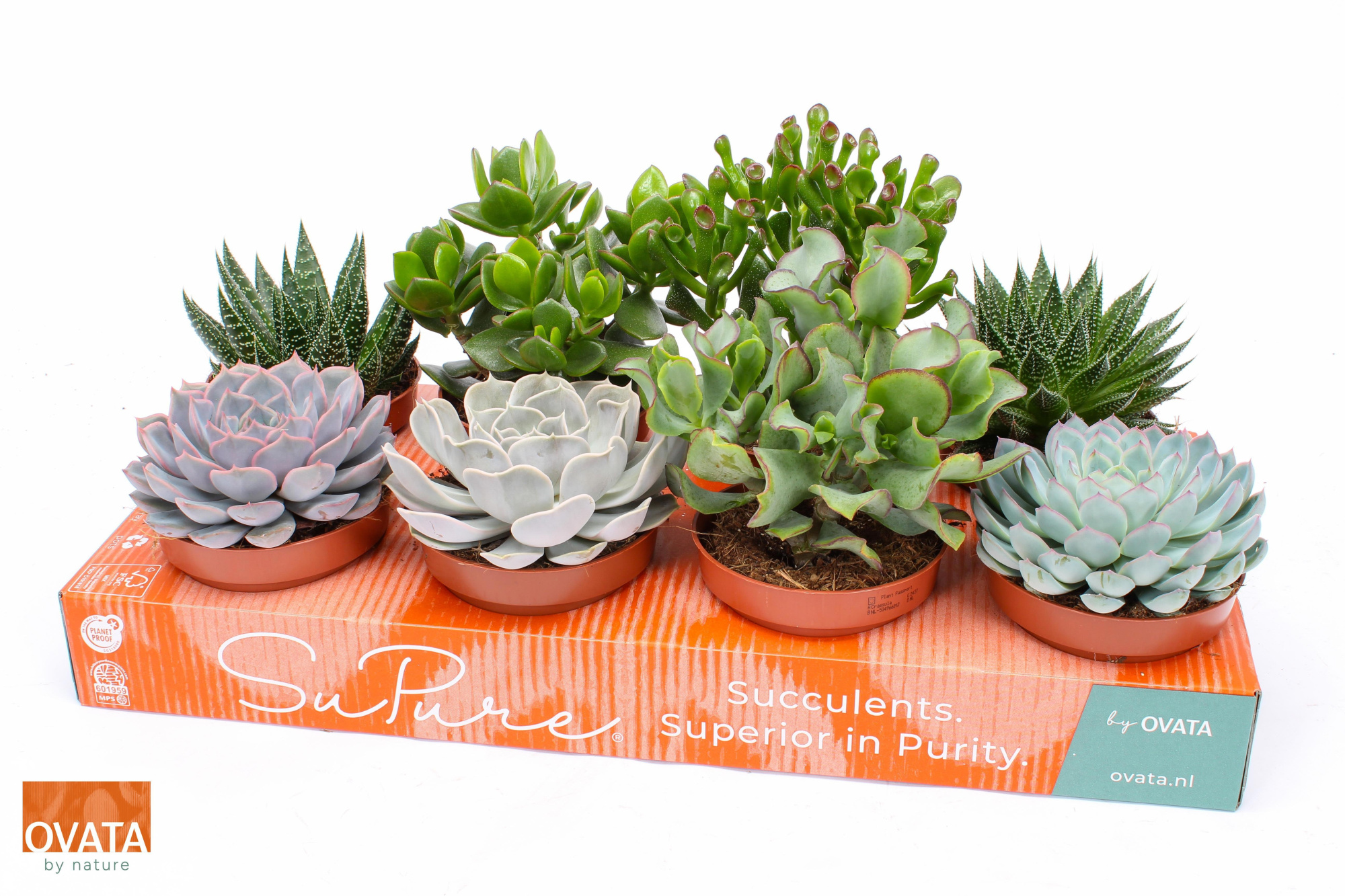 Succulent mix 12 PD - NON CITES, D 12