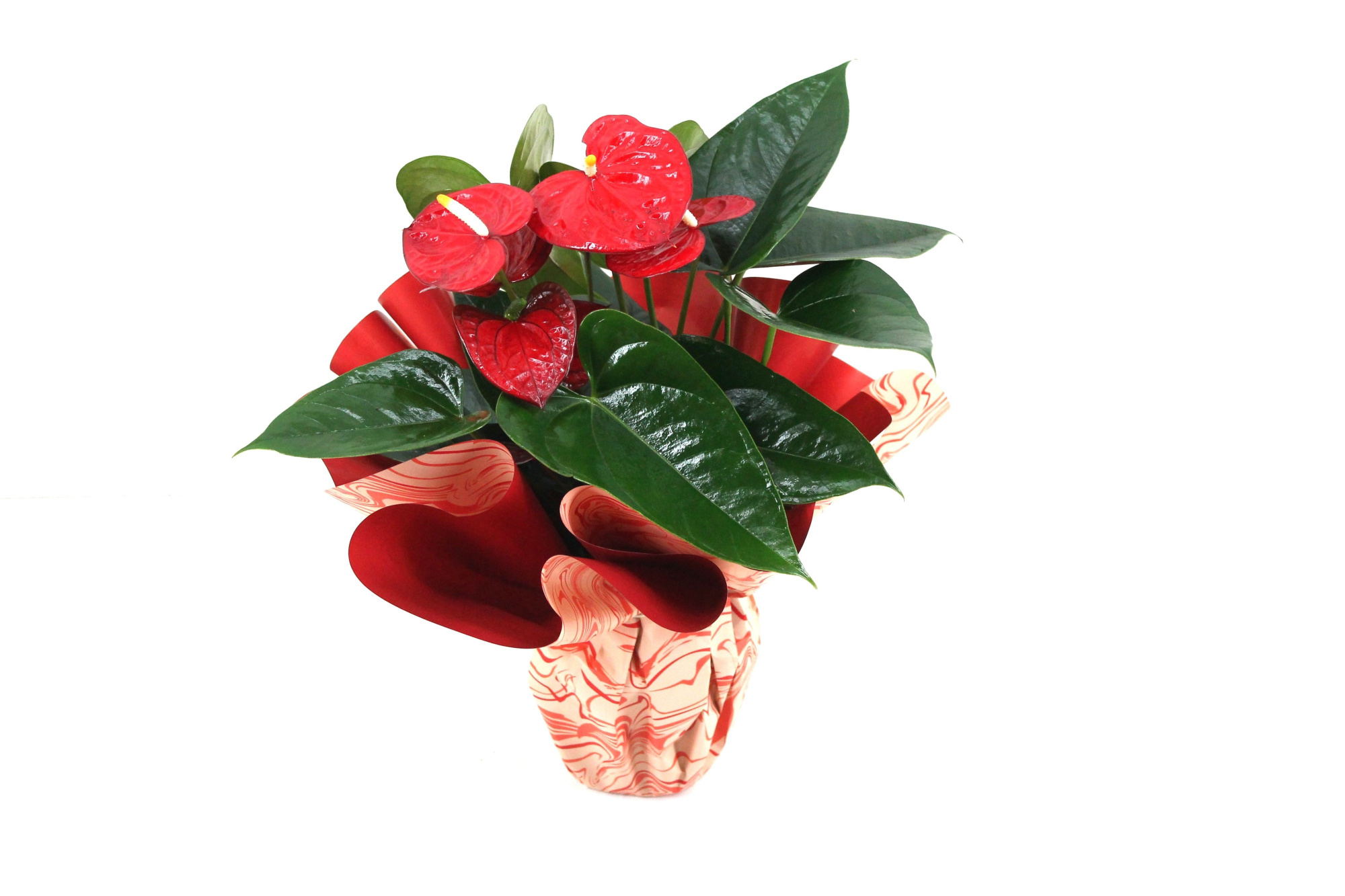Anthurium XL.88 Aloha Red 14cm met rondello, D 14
