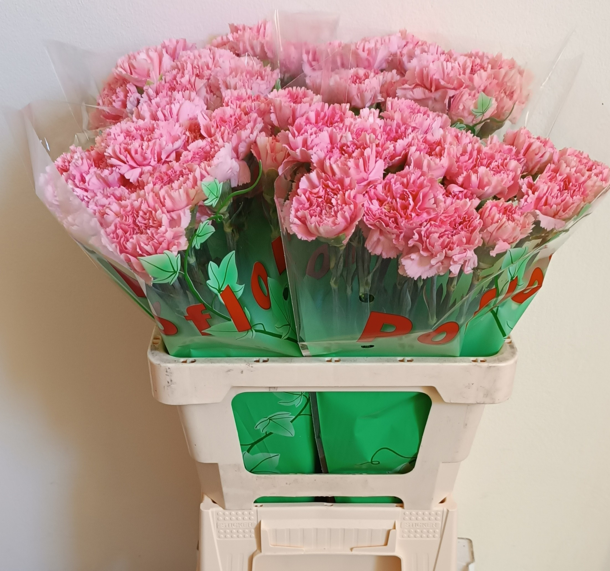 Диантус од. Амброс, шт.