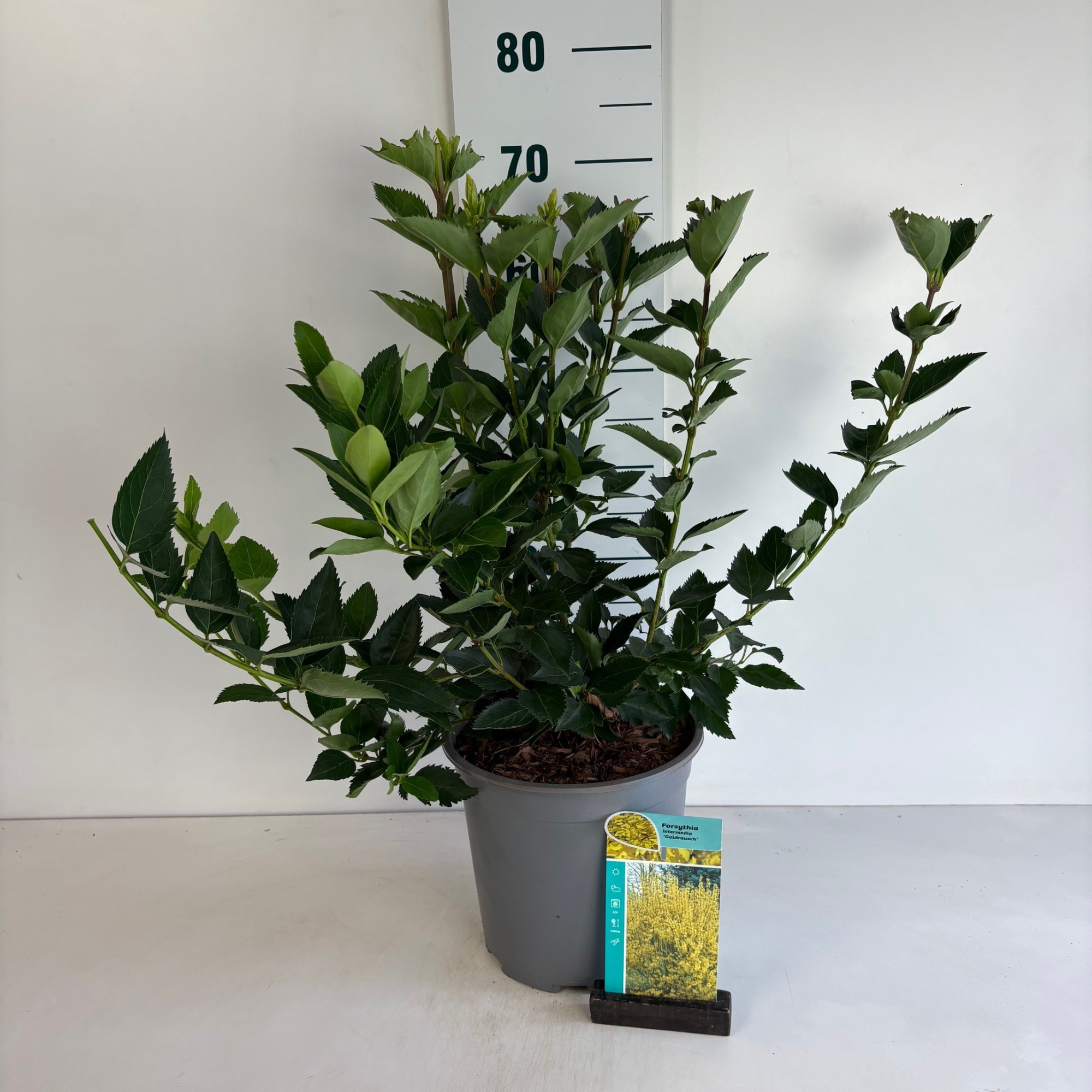 Forsythia intermedia Goldrausch, D 24 cm